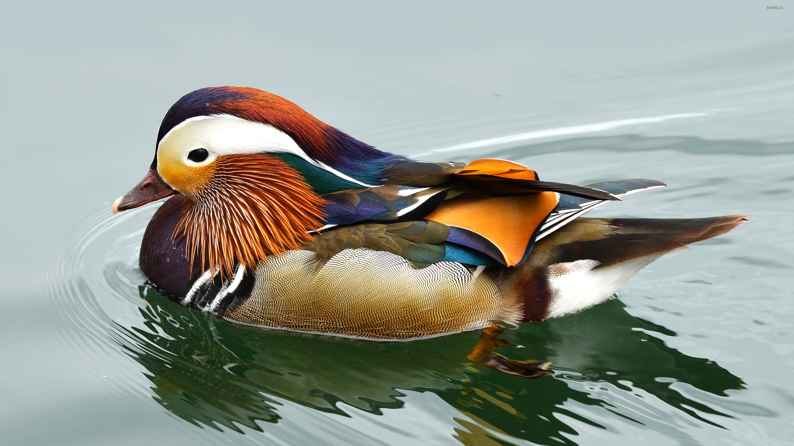 Обои мандаринка, утка, птица, водоплавающие птицы, утки, гуси и лебеди в разрешении 2560x1440