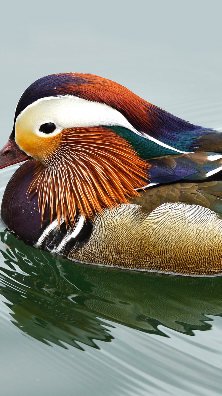 Обои мандаринка, утка, птица, водоплавающие птицы, утки, гуси и лебеди в разрешении 750x1334