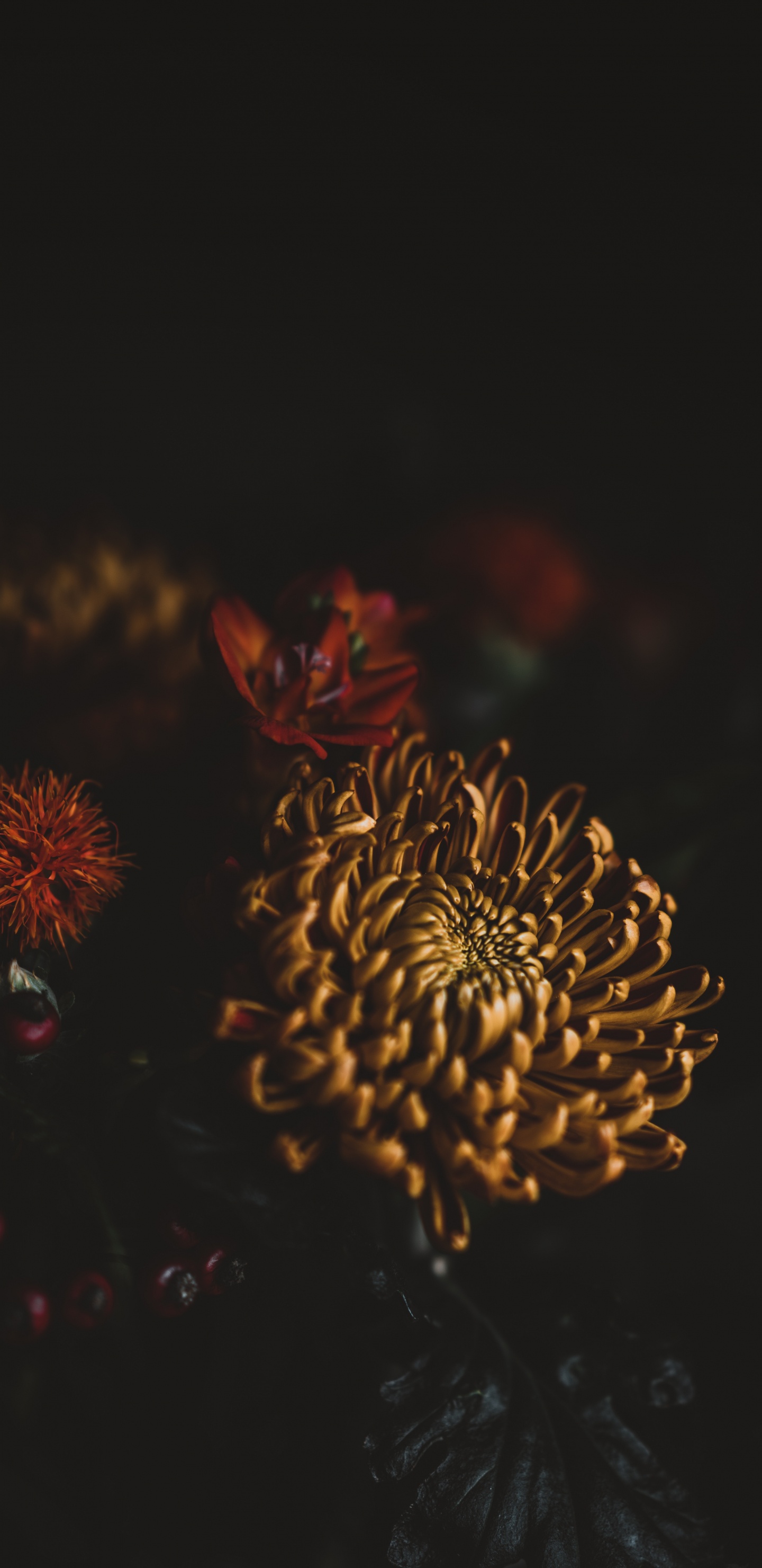 Обои лепесток, цветок, цветочный букет, красный цвет, ночь в разрешении 1440x2960