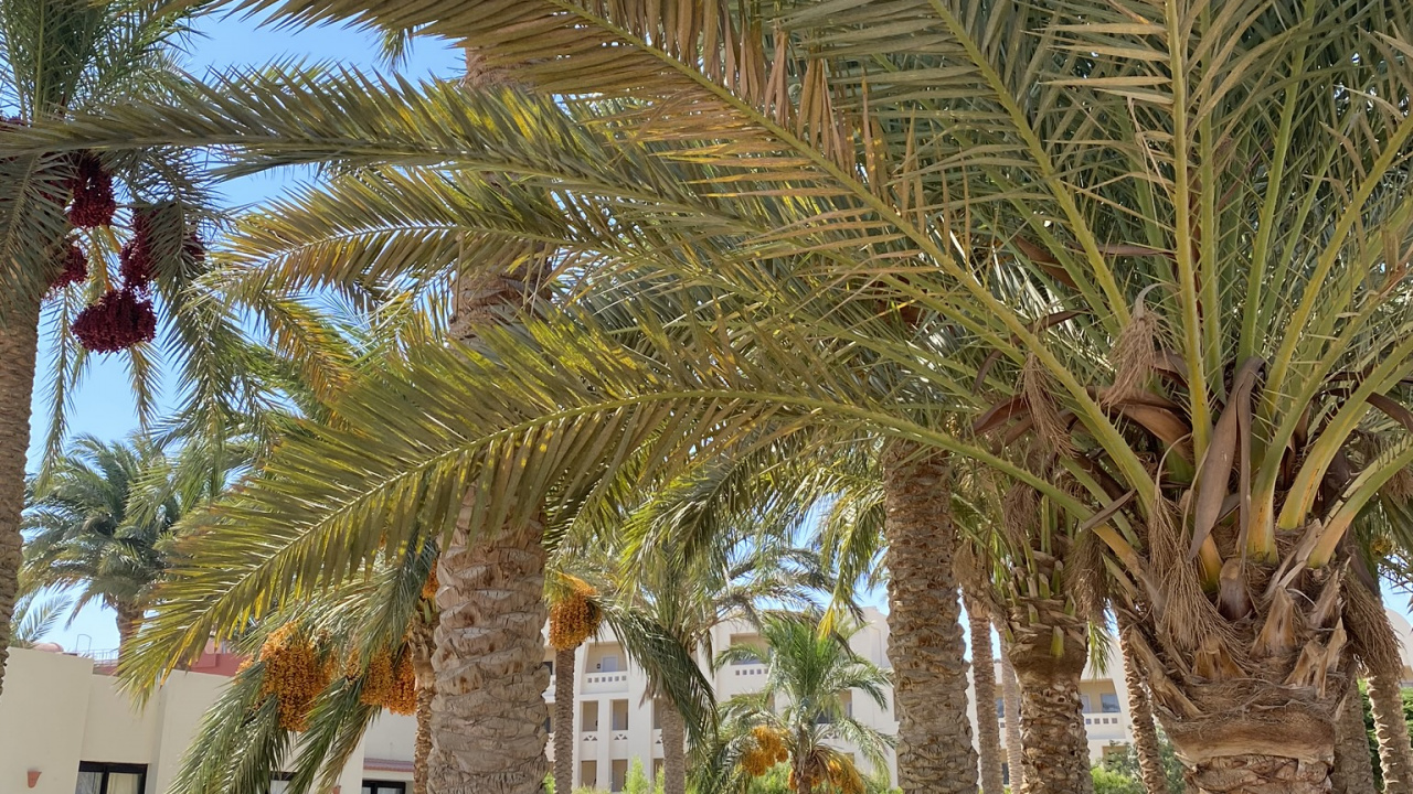 Обои Масло пальмы, Бабассу, дерево, древесные растения, наземное растение в разрешении 1280x720