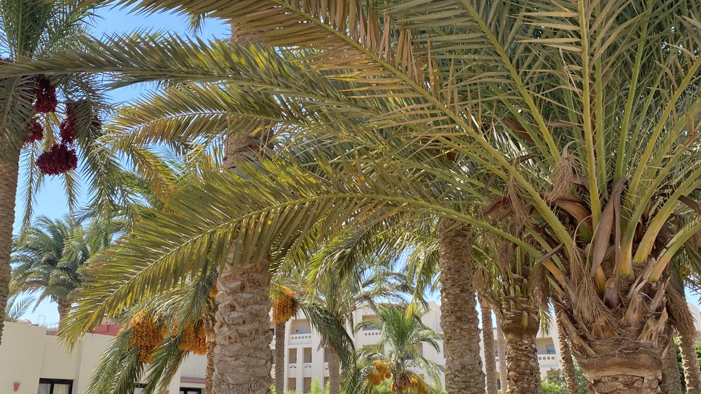 Обои Масло пальмы, Бабассу, дерево, древесные растения, наземное растение в разрешении 1366x768