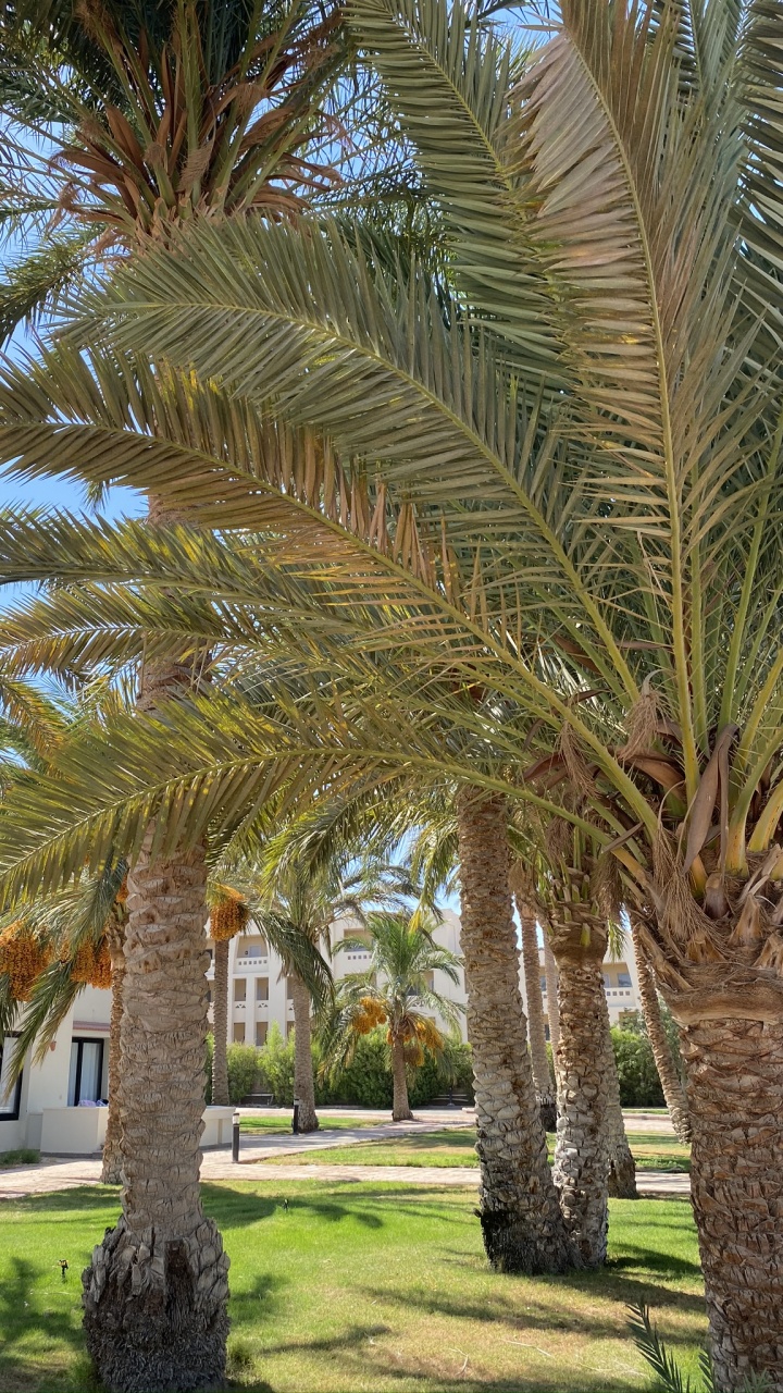 Обои Масло пальмы, Бабассу, дерево, древесные растения, наземное растение в разрешении 720x1280