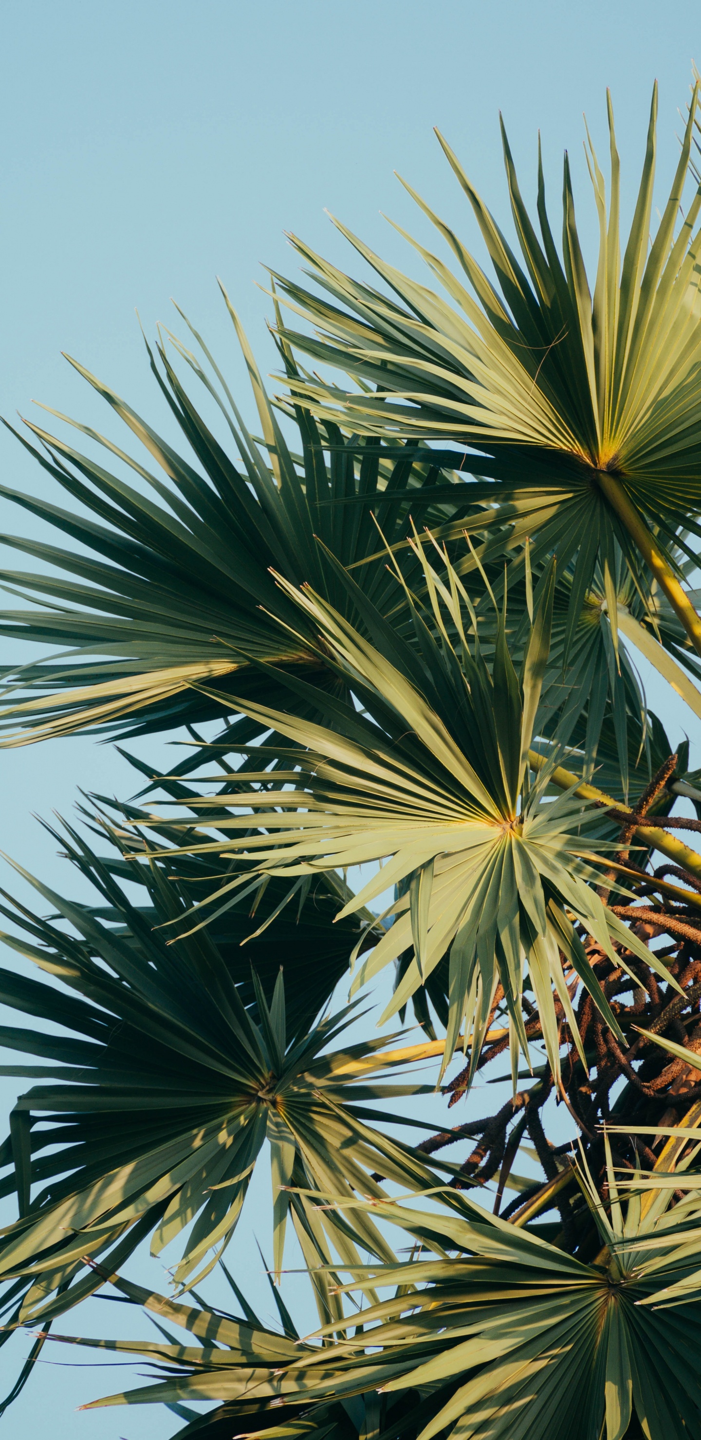 Обои дерево, borassus flabellifer, Сабаль пильчатый, растительность, растение в разрешении 1440x2960