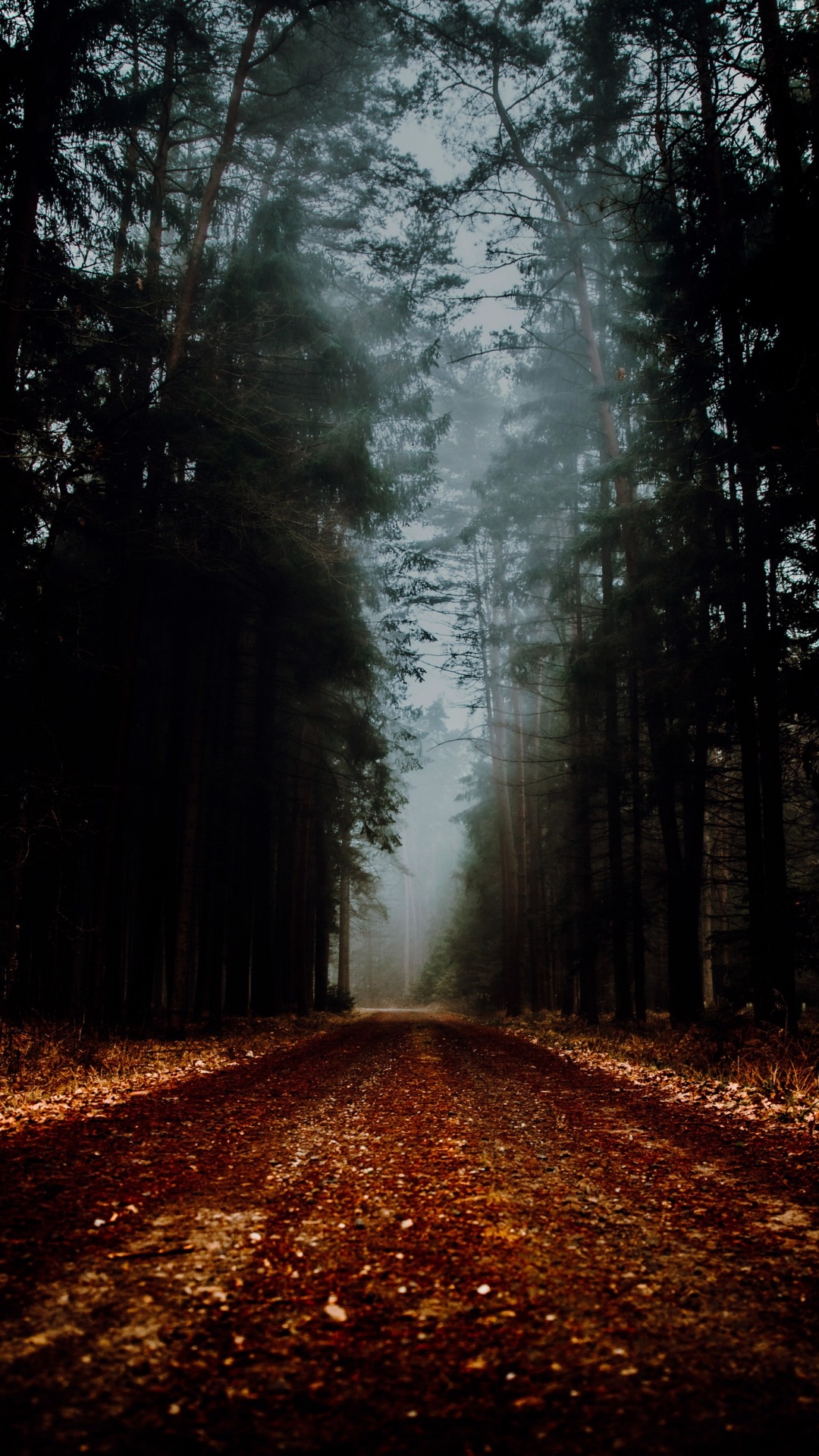 Обои лесистая местность, атмосфера, природный ландшафт, древесина, ветвь в разрешении 1080x1920