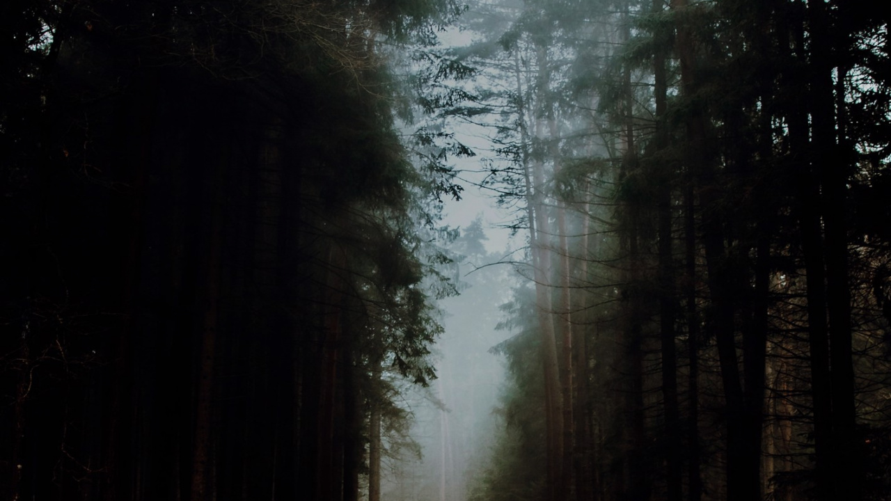 Обои лесистая местность, атмосфера, природный ландшафт, древесина, ветвь в разрешении 1280x720