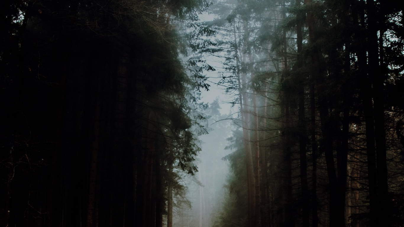 Обои лесистая местность, атмосфера, природный ландшафт, древесина, ветвь в разрешении 1366x768