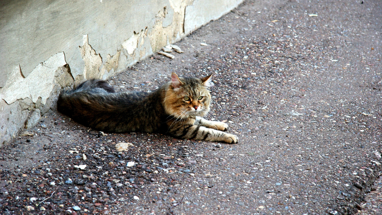 Обои кот, Дикая кошка, полосатый кот, ли дракон в разрешении 1280x720