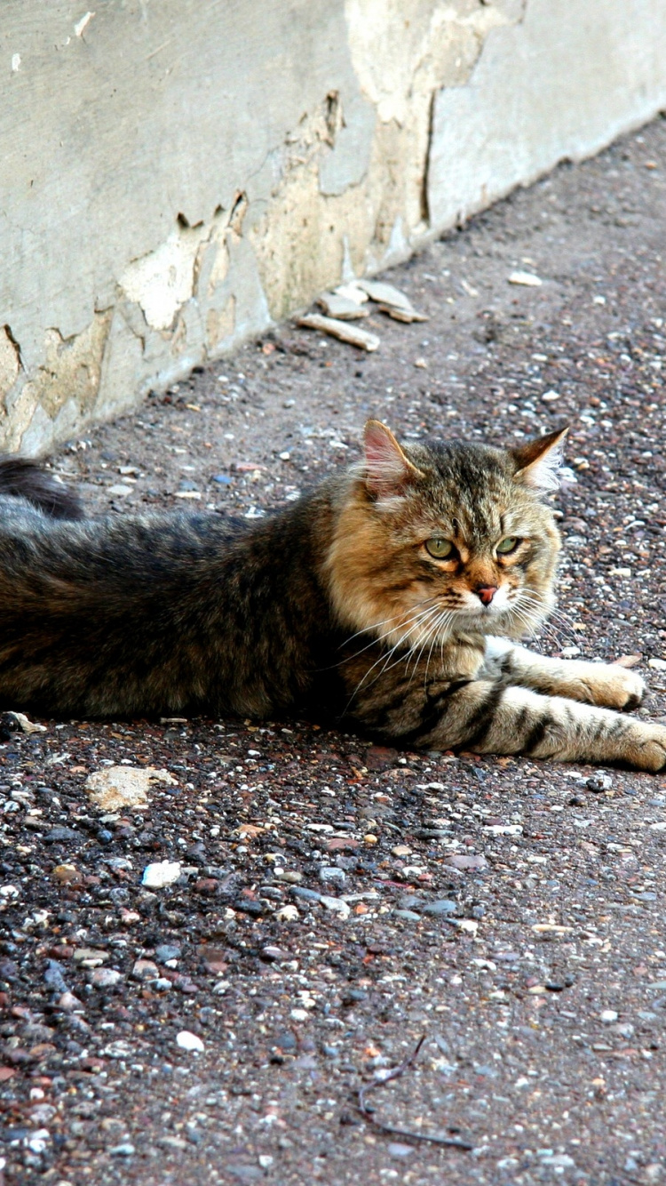 Обои кот, Дикая кошка, полосатый кот, ли дракон в разрешении 750x1334