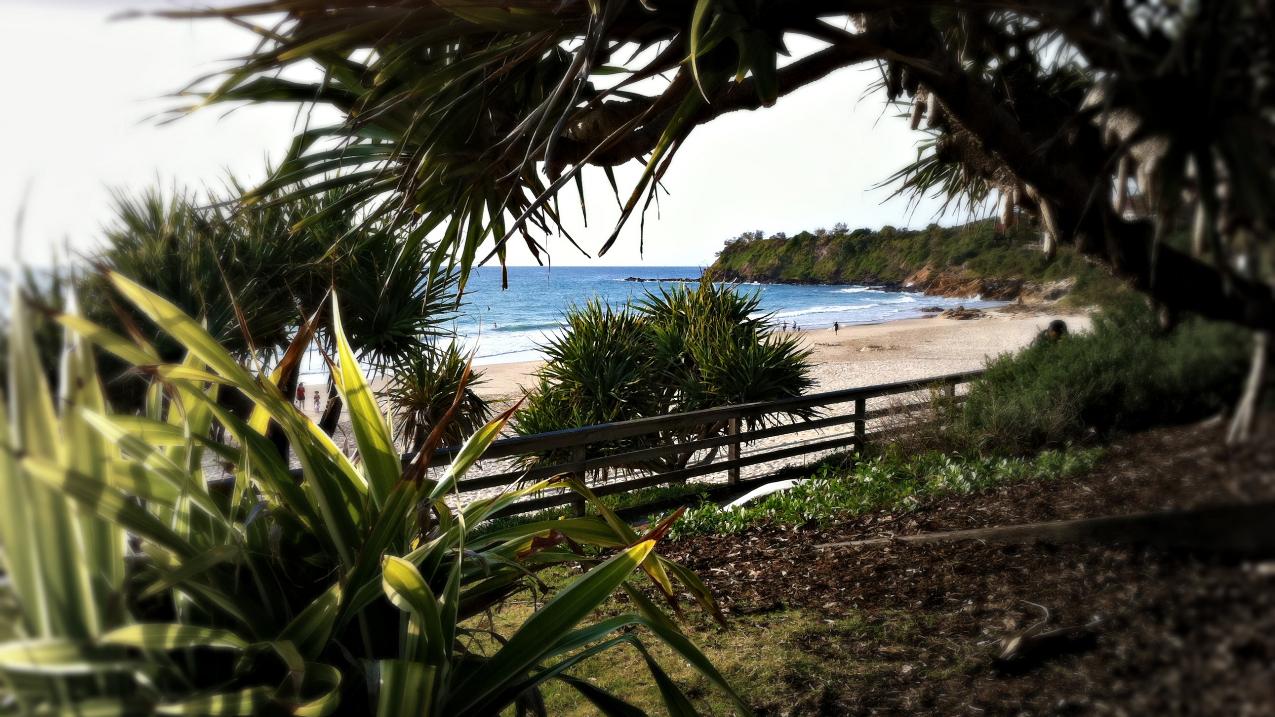 Обои пляж, море, дерево, Пальма, тропическая зона в разрешении 2560x1440