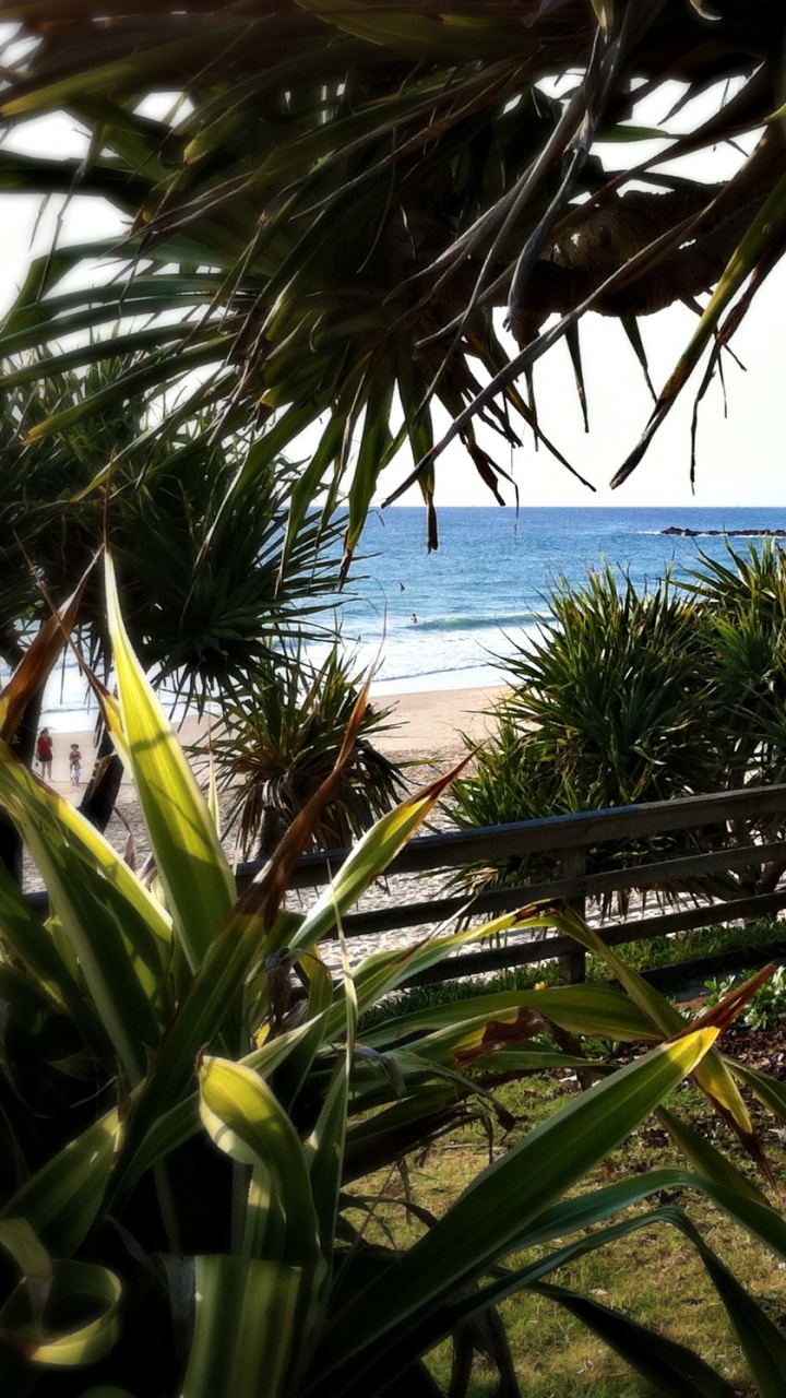 Обои пляж, море, дерево, Пальма, тропическая зона в разрешении 720x1280