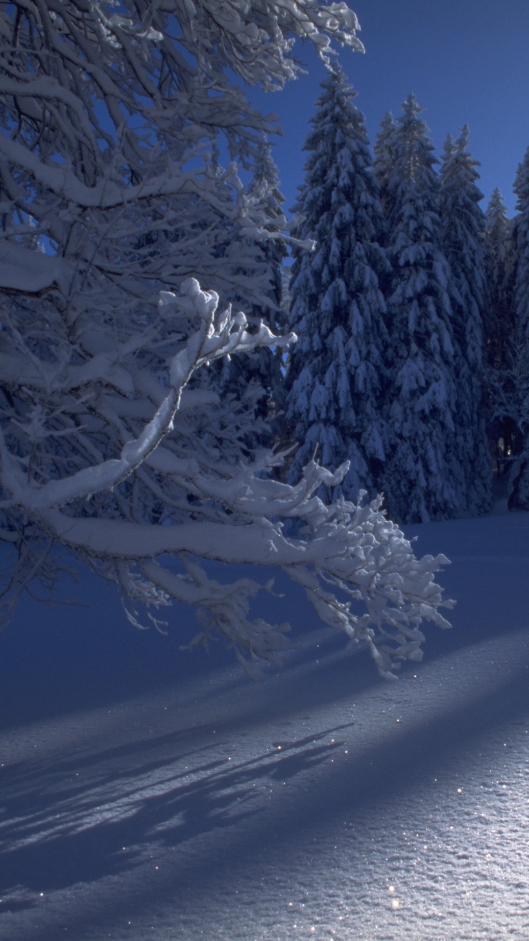 Обои зима, снег, природа, дерево, замораживание в разрешении 1080x1920
