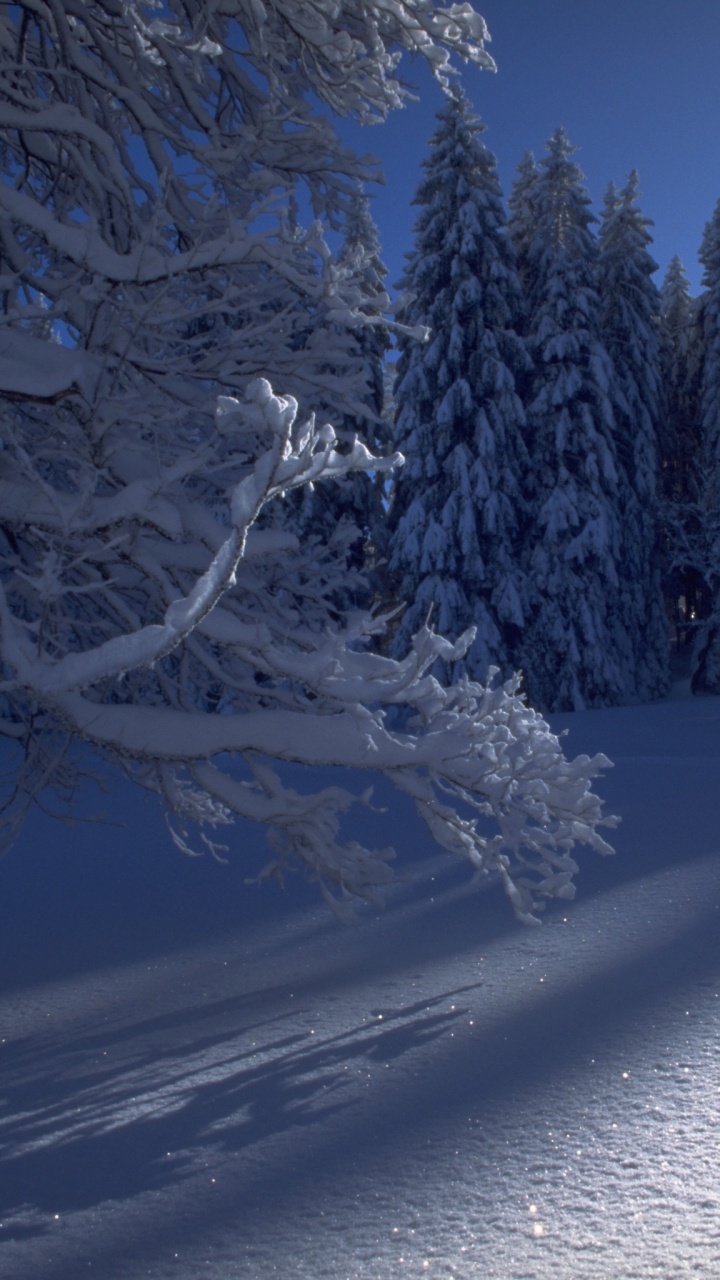 Обои зима, снег, природа, дерево, замораживание в разрешении 720x1280