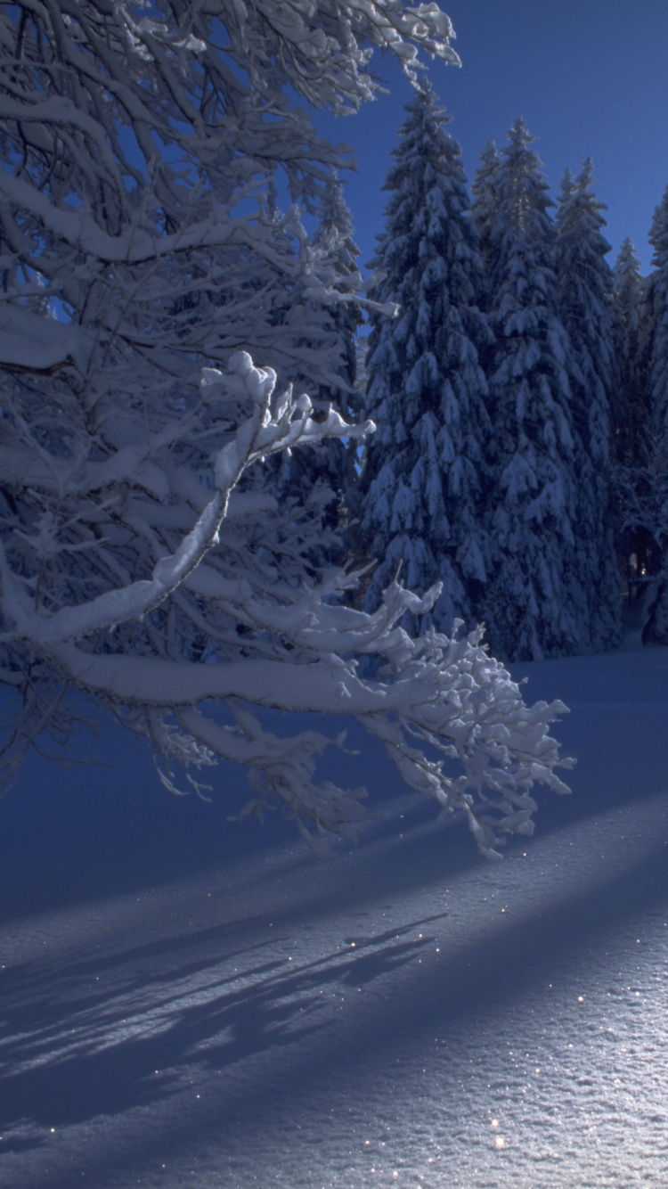 Обои зима, снег, природа, дерево, замораживание в разрешении 750x1334