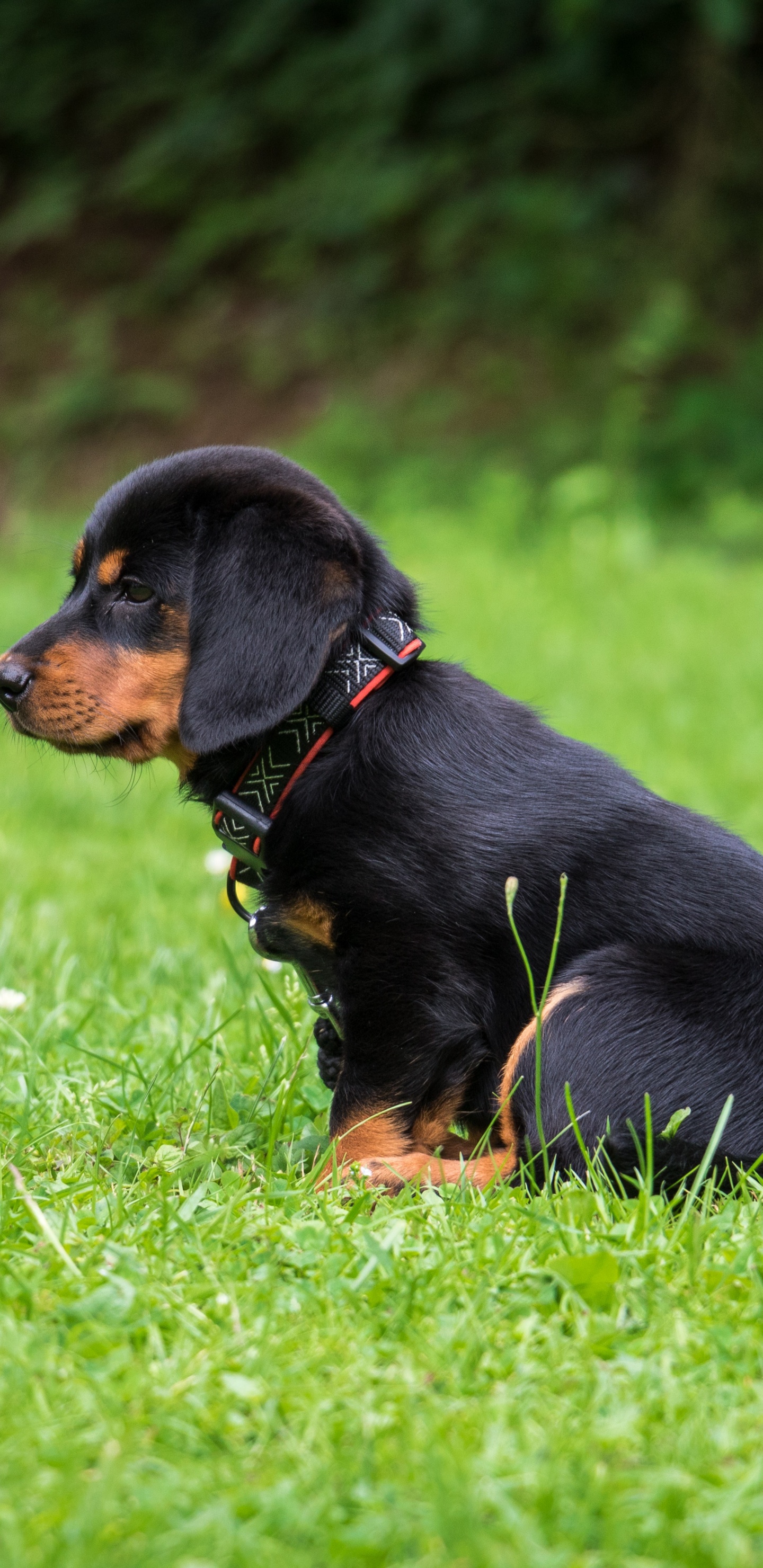 Обои щенок, ротвейлер, собака породы, пес, Псовые в разрешении 1440x2960