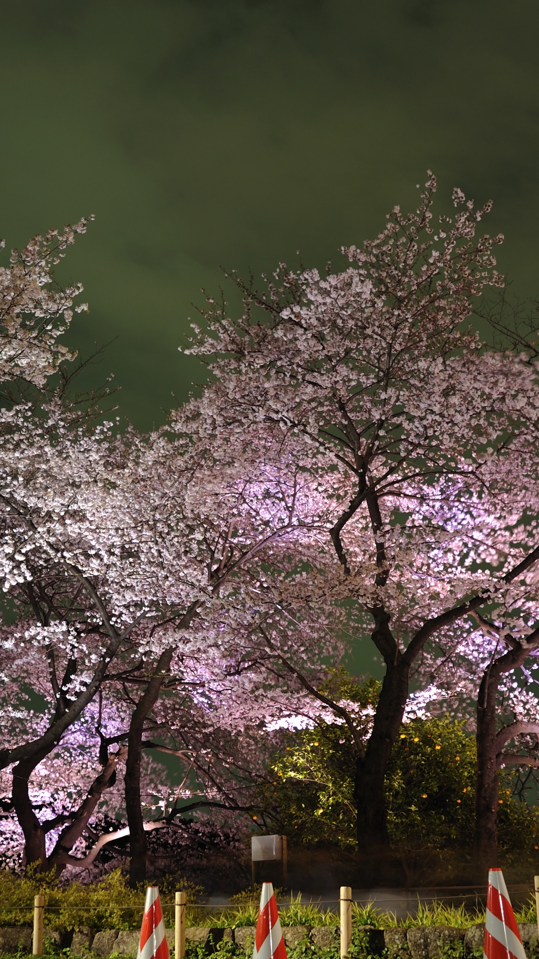 Обои Токио, цветение вишни, цветок, дерево, весна в разрешении 1080x1920