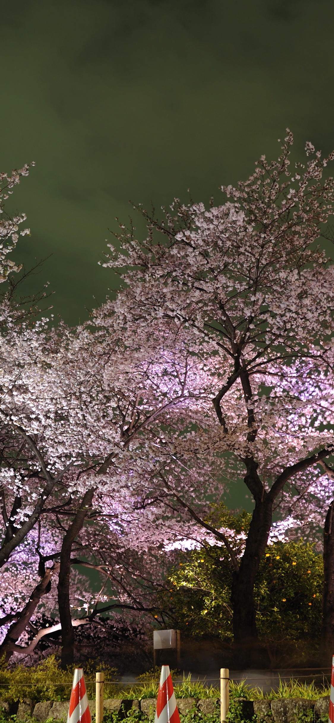 Обои Токио, цветение вишни, цветок, дерево, весна в разрешении 1125x2436