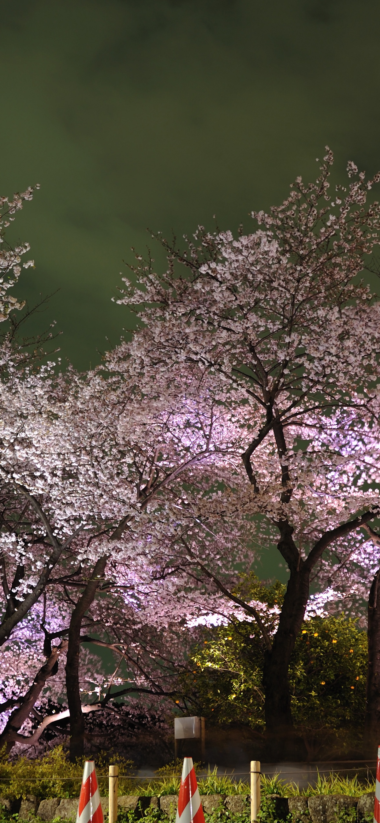 Обои Токио, цветение вишни, цветок, дерево, весна в разрешении 1242x2688