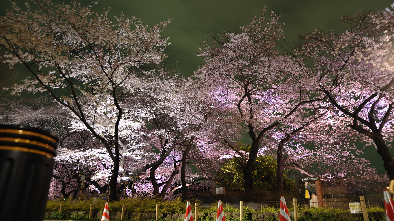 Обои Токио, цветение вишни, цветок, дерево, весна в разрешении 1366x768