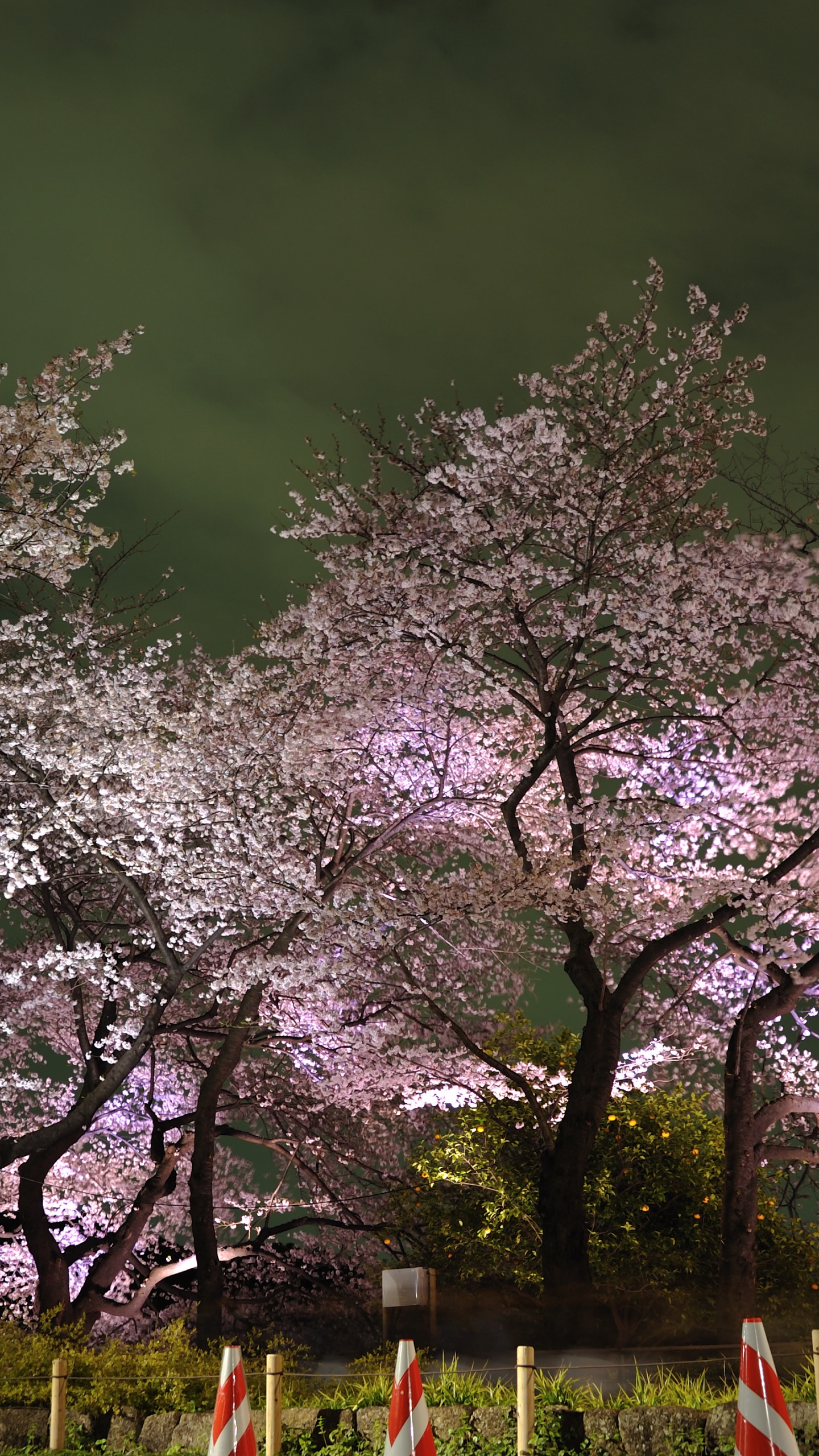 Обои Токио, цветение вишни, цветок, дерево, весна в разрешении 1440x2560