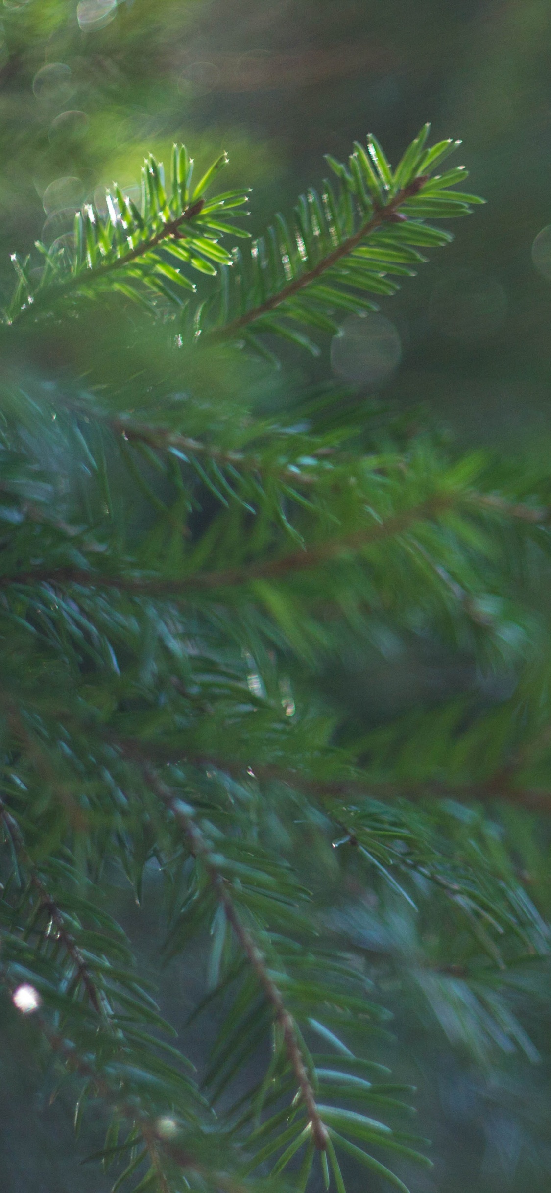 Обои растительность, пихта, ель, лес, дерево в разрешении 1125x2436