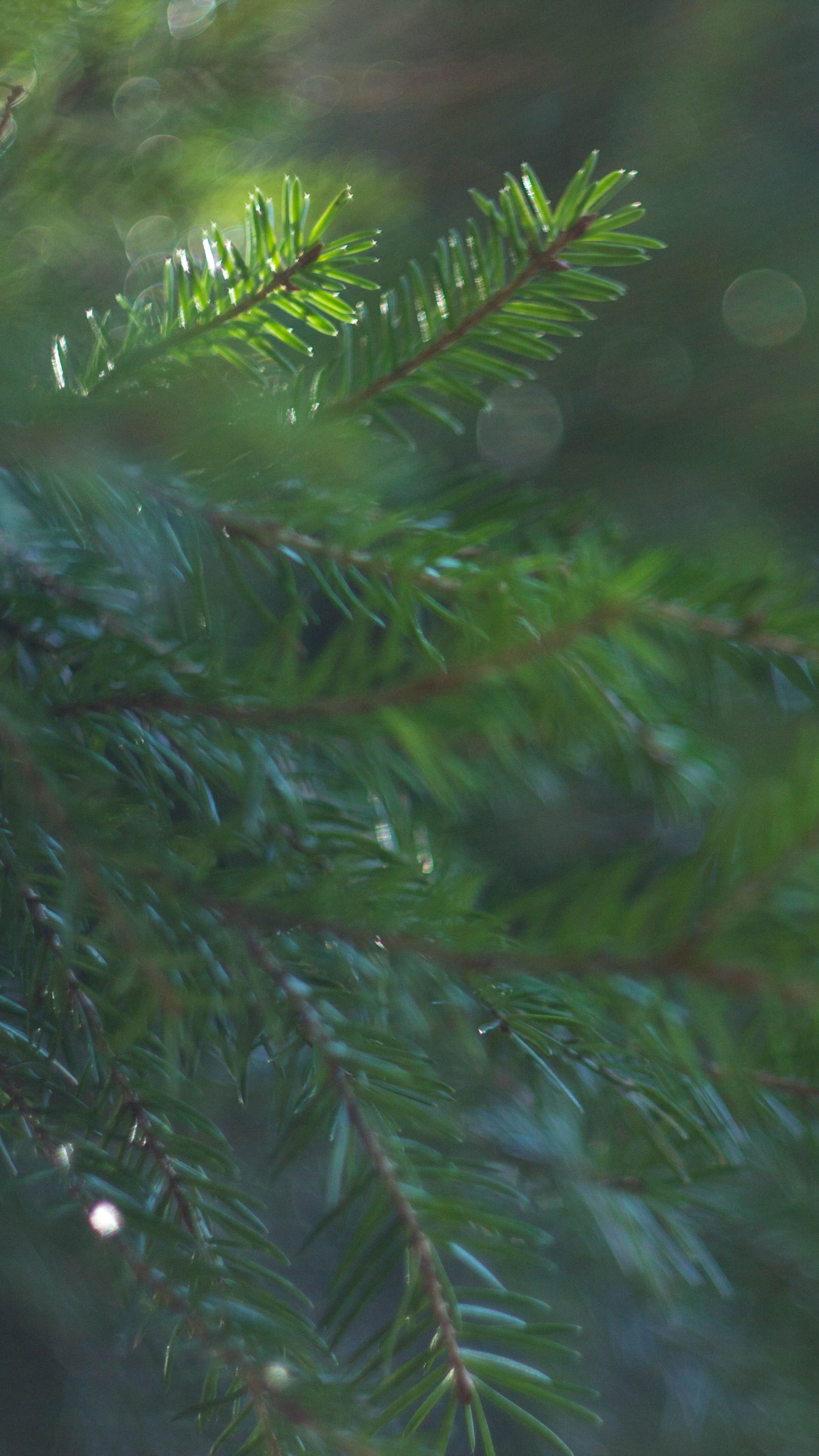 Обои растительность, пихта, ель, лес, дерево в разрешении 1440x2560