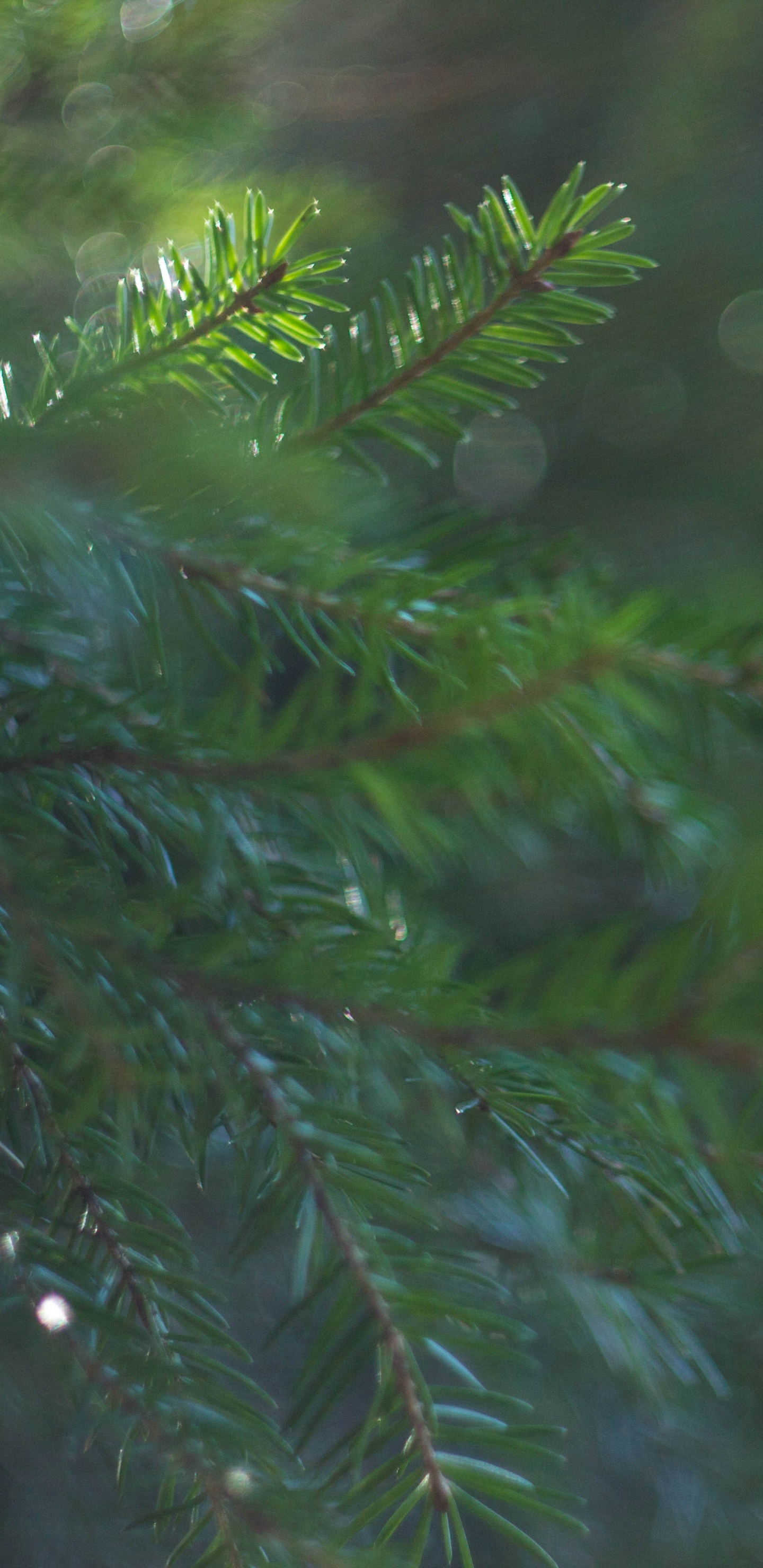 Обои растительность, пихта, ель, лес, дерево в разрешении 1440x2960