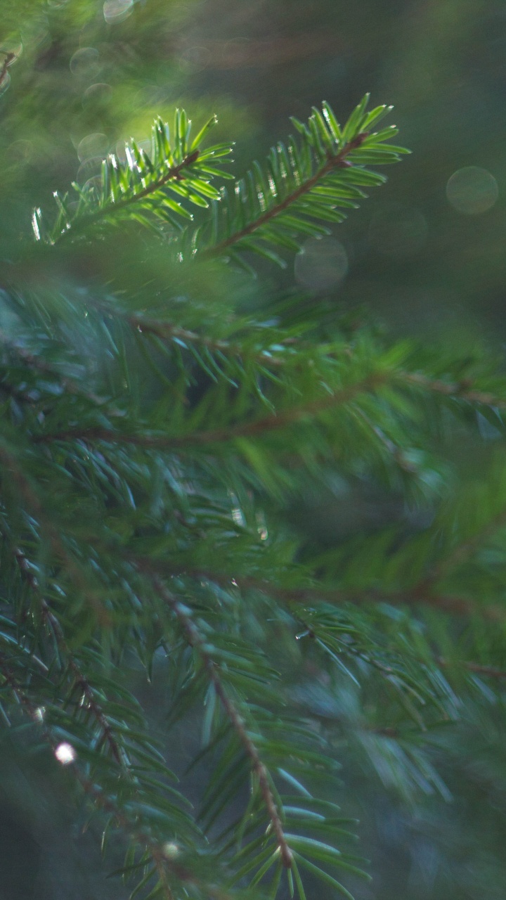 Обои растительность, пихта, ель, лес, дерево в разрешении 720x1280
