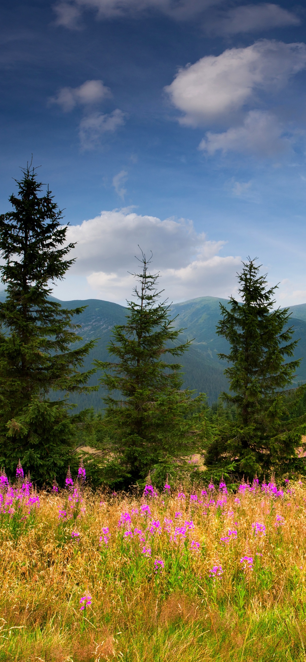 Обои пейзаж, природа, горный рельеф, луг, сенокосное угодье в разрешении 1242x2688