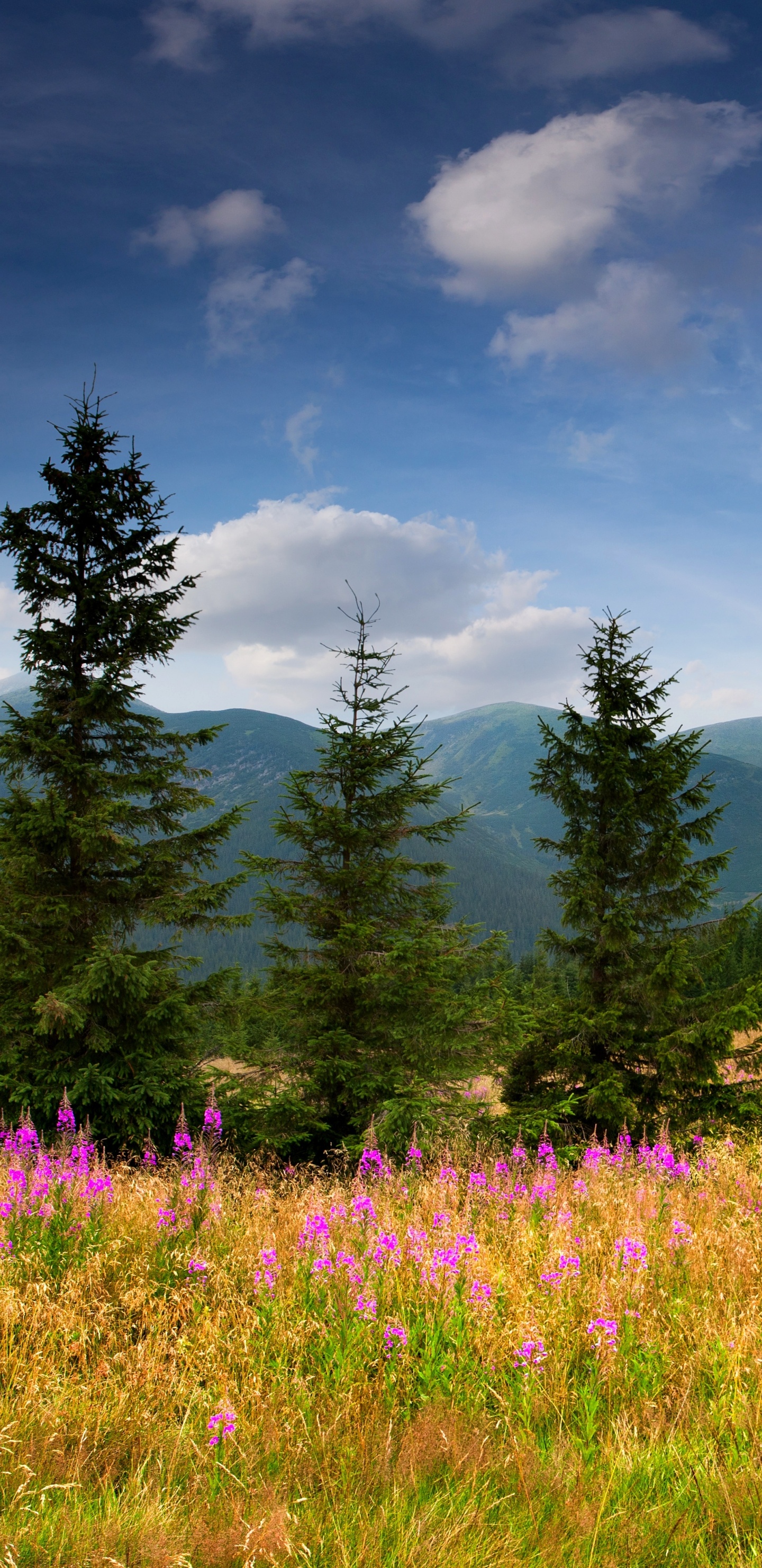 Обои пейзаж, природа, горный рельеф, луг, сенокосное угодье в разрешении 1440x2960