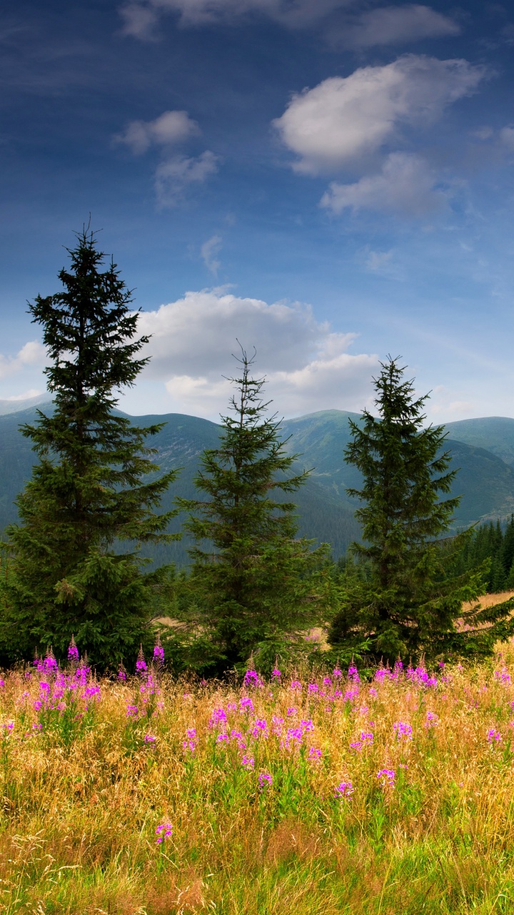 Обои пейзаж, природа, горный рельеф, луг, сенокосное угодье в разрешении 720x1280