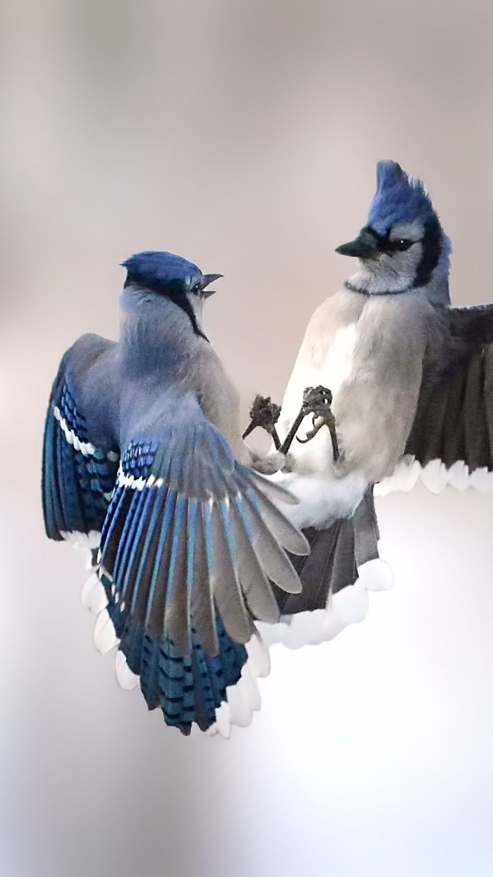 Обои голубая сойка, сойка, воробьинообразные, птица, клюв в разрешении 720x1280