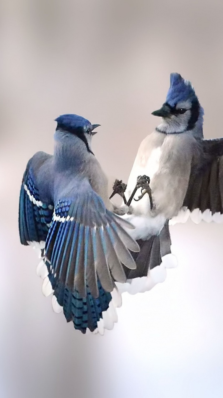 Обои голубая сойка, сойка, воробьинообразные, птица, клюв в разрешении 750x1334