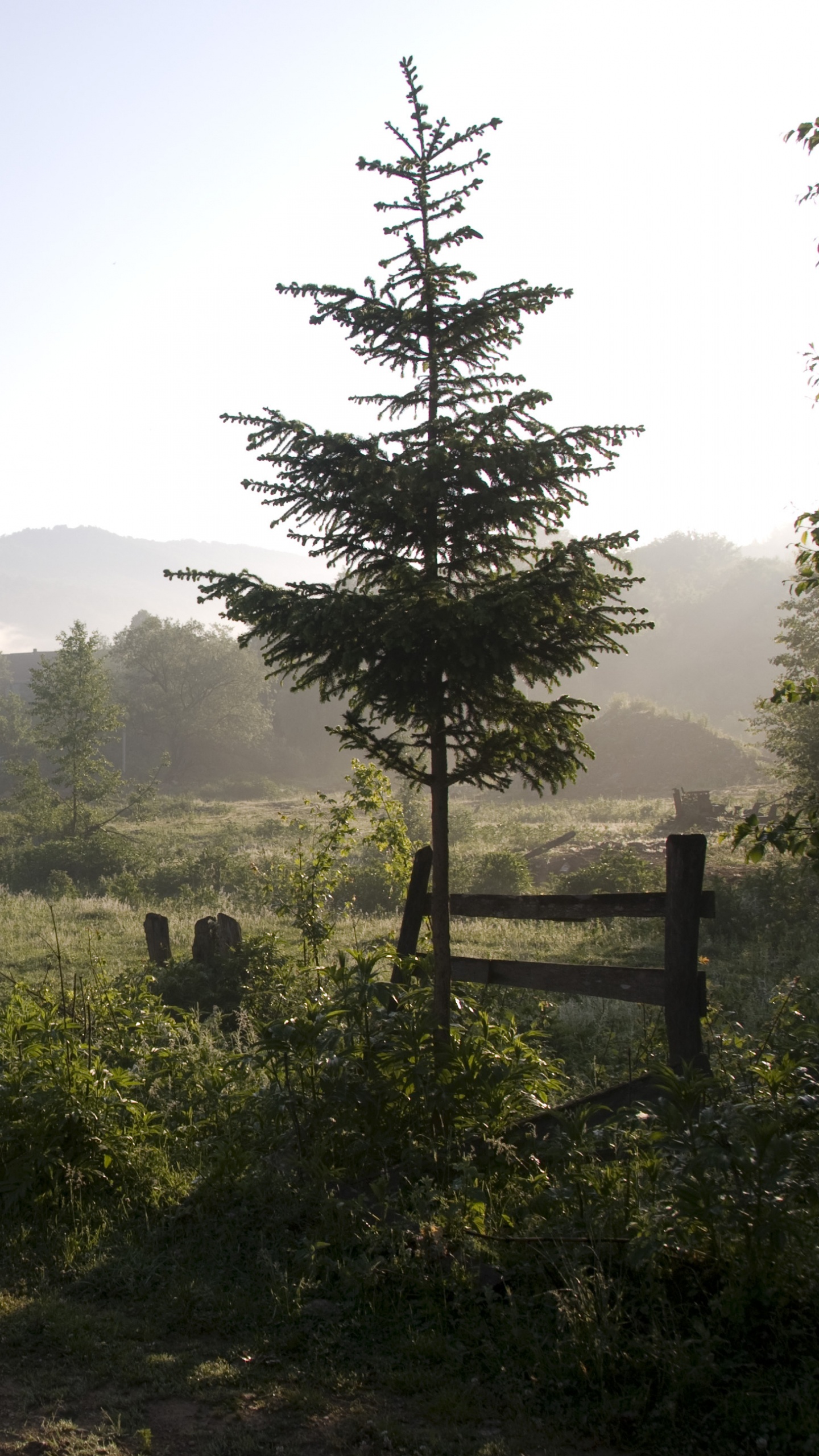 Обои пейзажная живопись, пейзаж, природа, дерево, дикая местность в разрешении 1440x2560