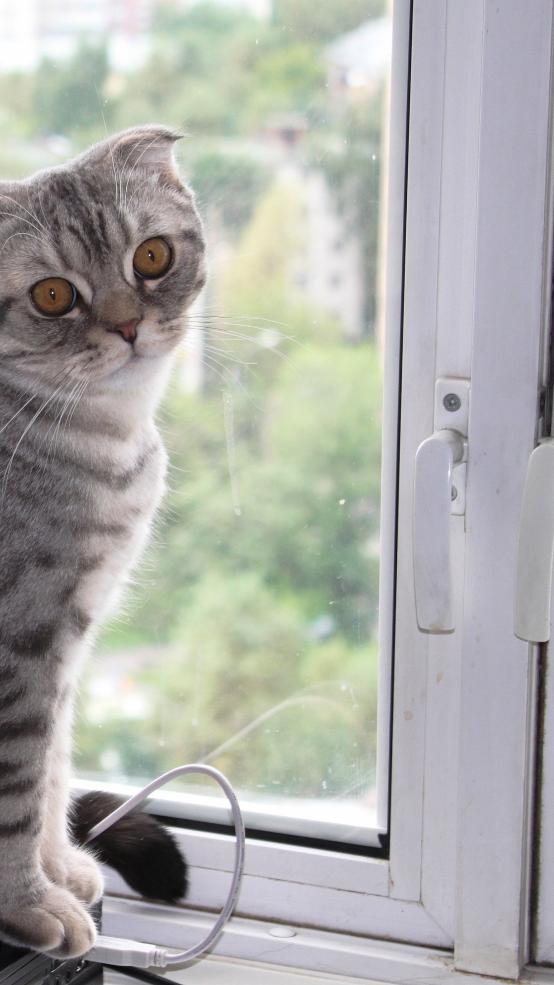 Обои европейская короткошерстная, полосатый кот, котенок, кот, ли дракон в разрешении 1080x1920