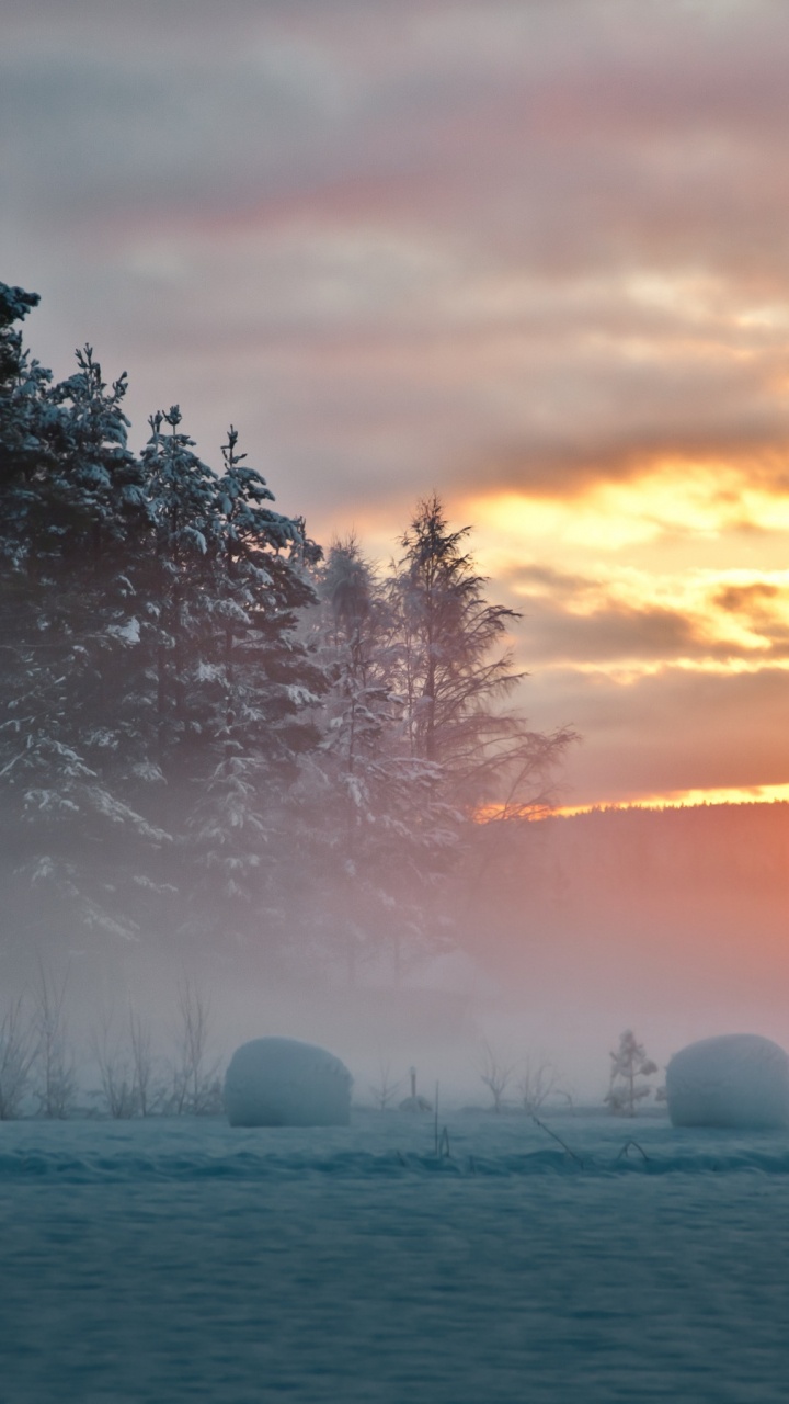 Обои Швеция, вода, утро, атмосфера, дерево в разрешении 720x1280