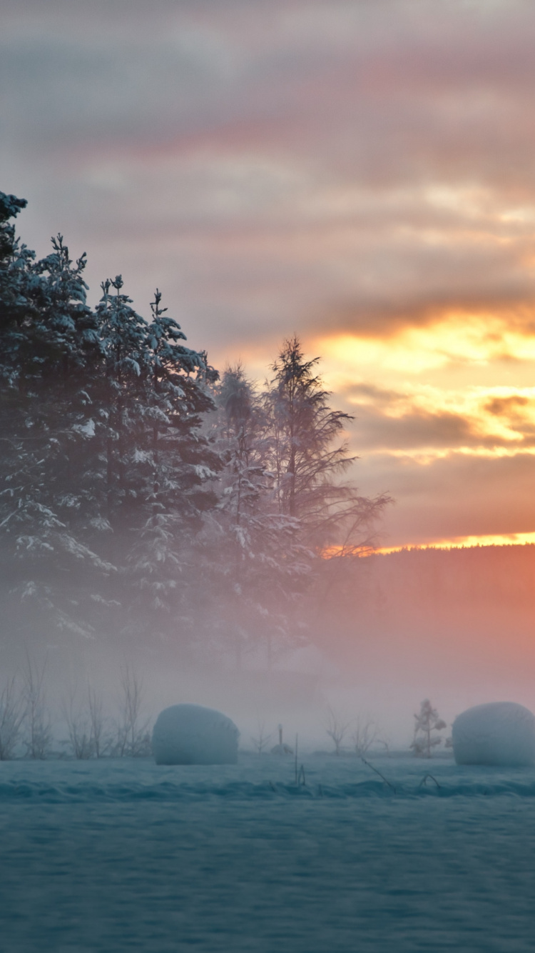 Обои Швеция, вода, утро, атмосфера, дерево в разрешении 750x1334