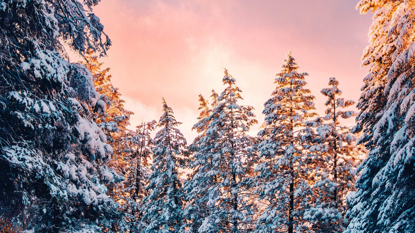 Обои дикая местность, сосна, небо, пейзажи гор, замораживание в разрешении 1366x768