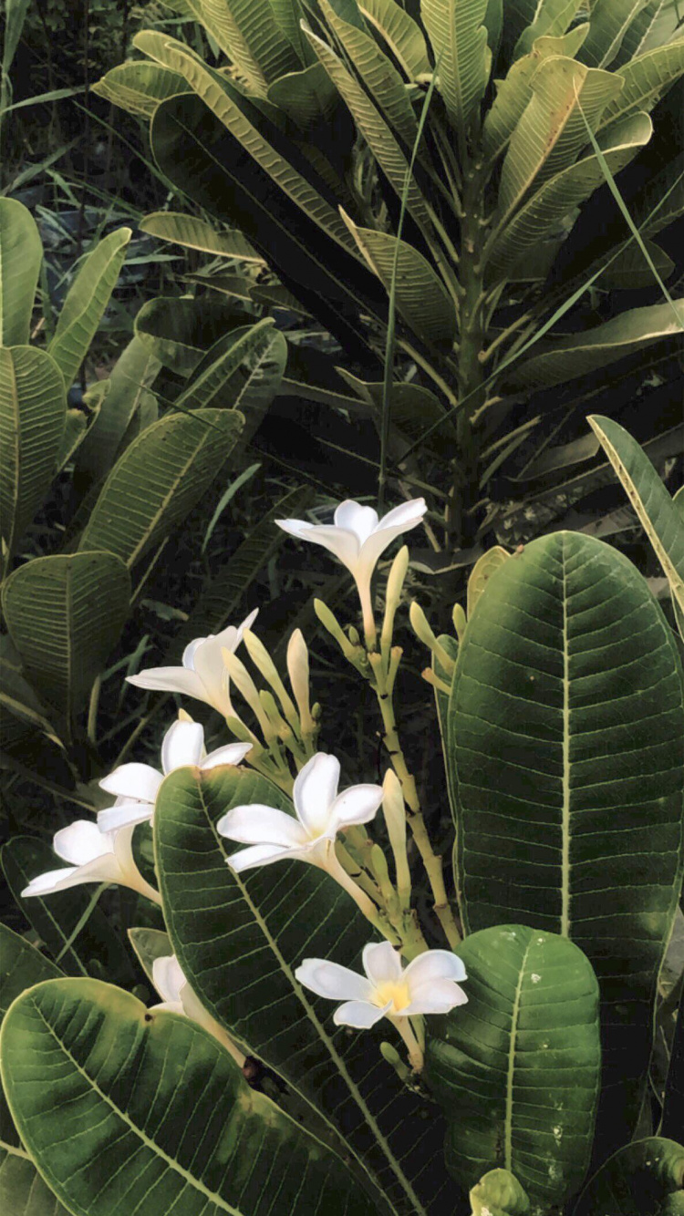 Обои Флора, лист, наука, биология, цветок в разрешении 750x1334