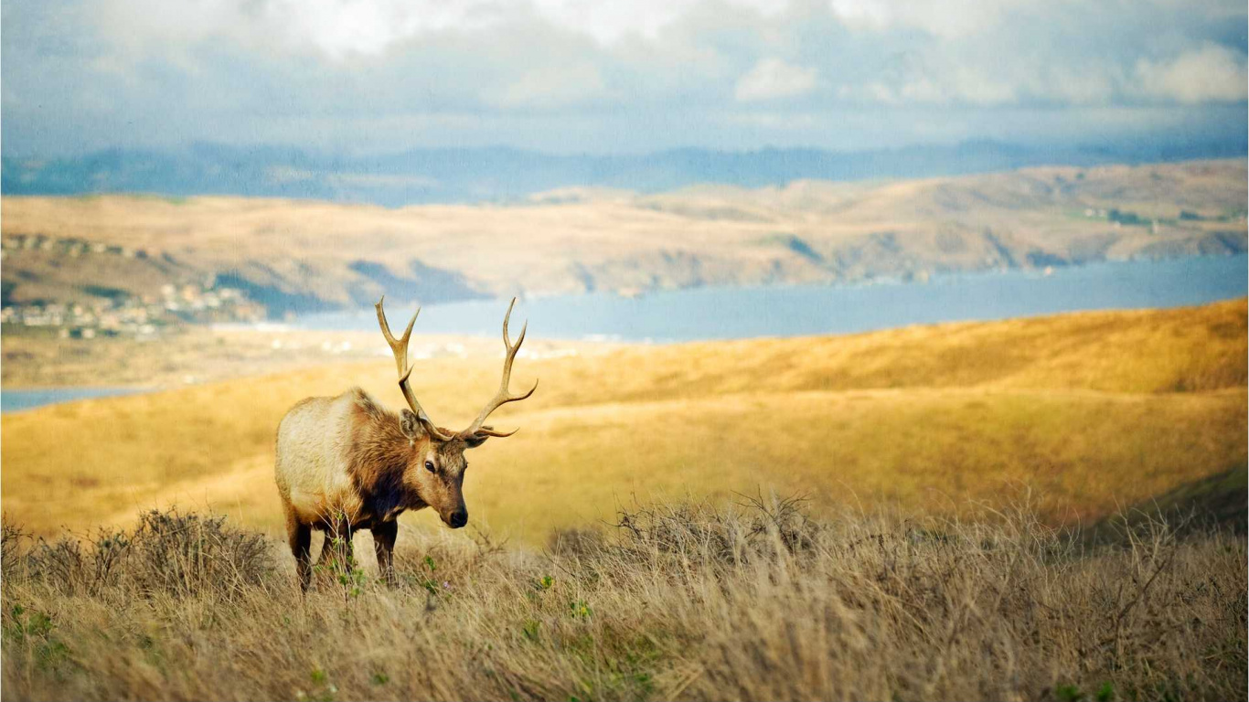 Обои сенокосное угодье, лось, живая природа, дикая местность, олень в разрешении 1366x768