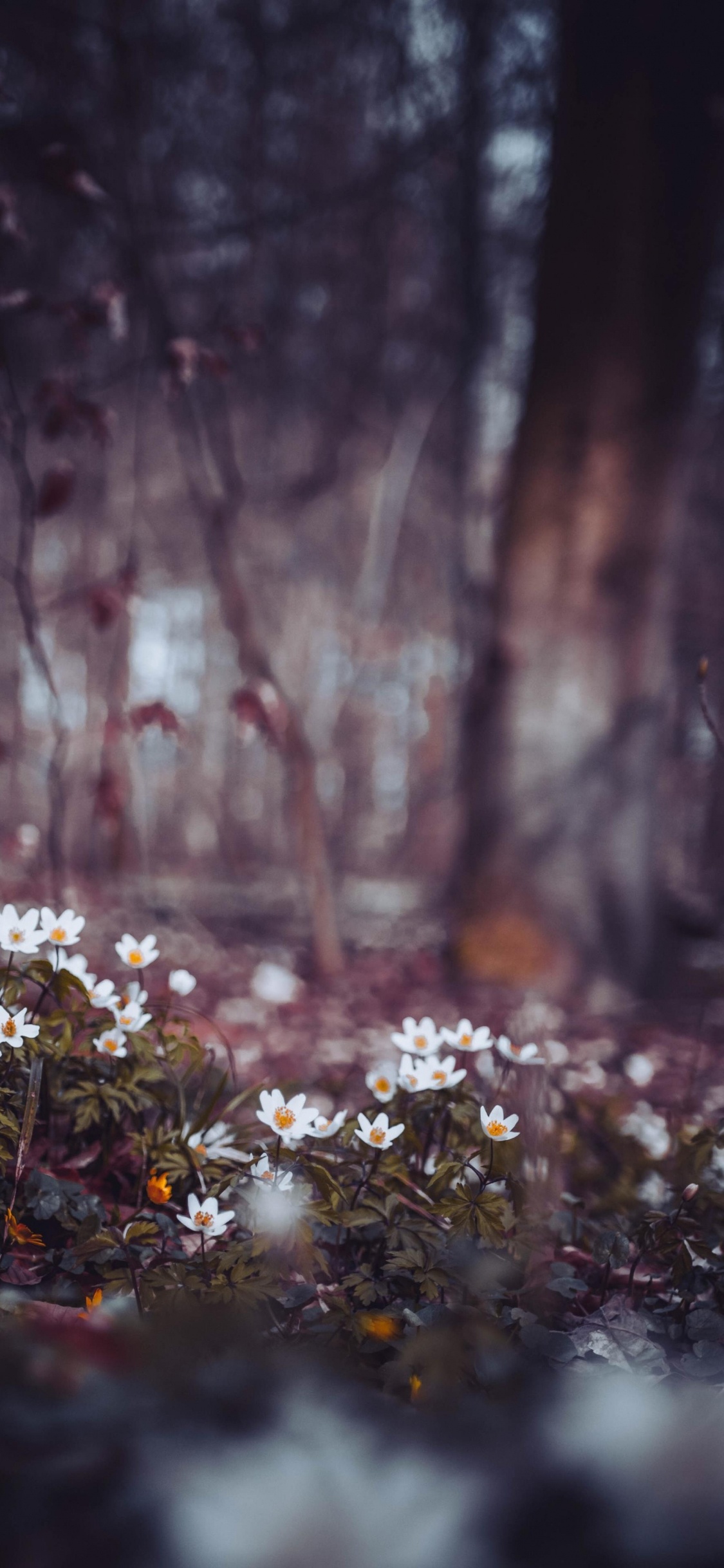 Обои но план и планы Аллаха, растение, природный ландшафт, прут, древесина в разрешении 1125x2436