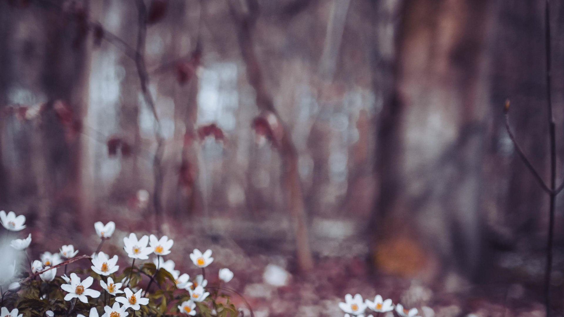 Обои но план и планы Аллаха, растение, природный ландшафт, прут, древесина в разрешении 1920x1080