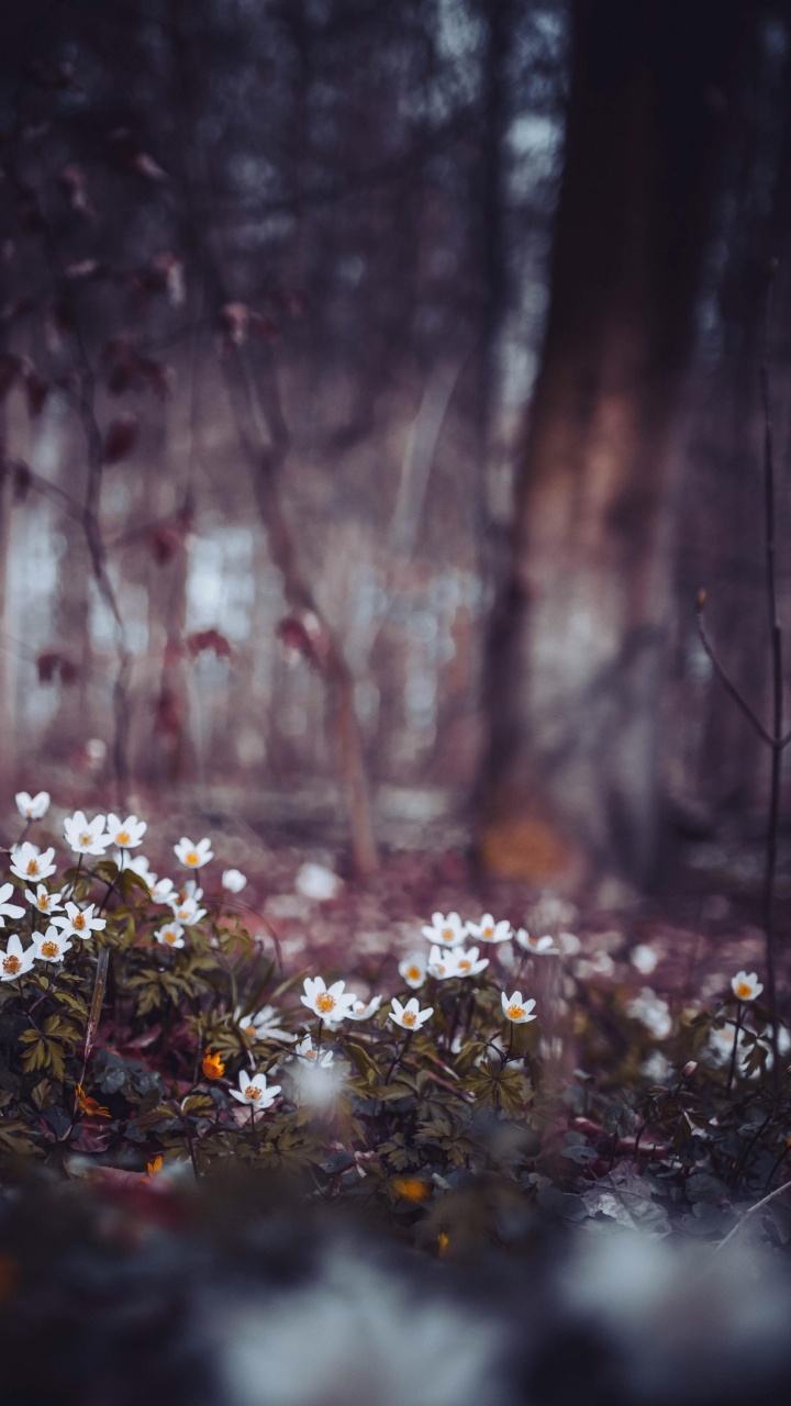 Обои но план и планы Аллаха, растение, природный ландшафт, прут, древесина в разрешении 720x1280