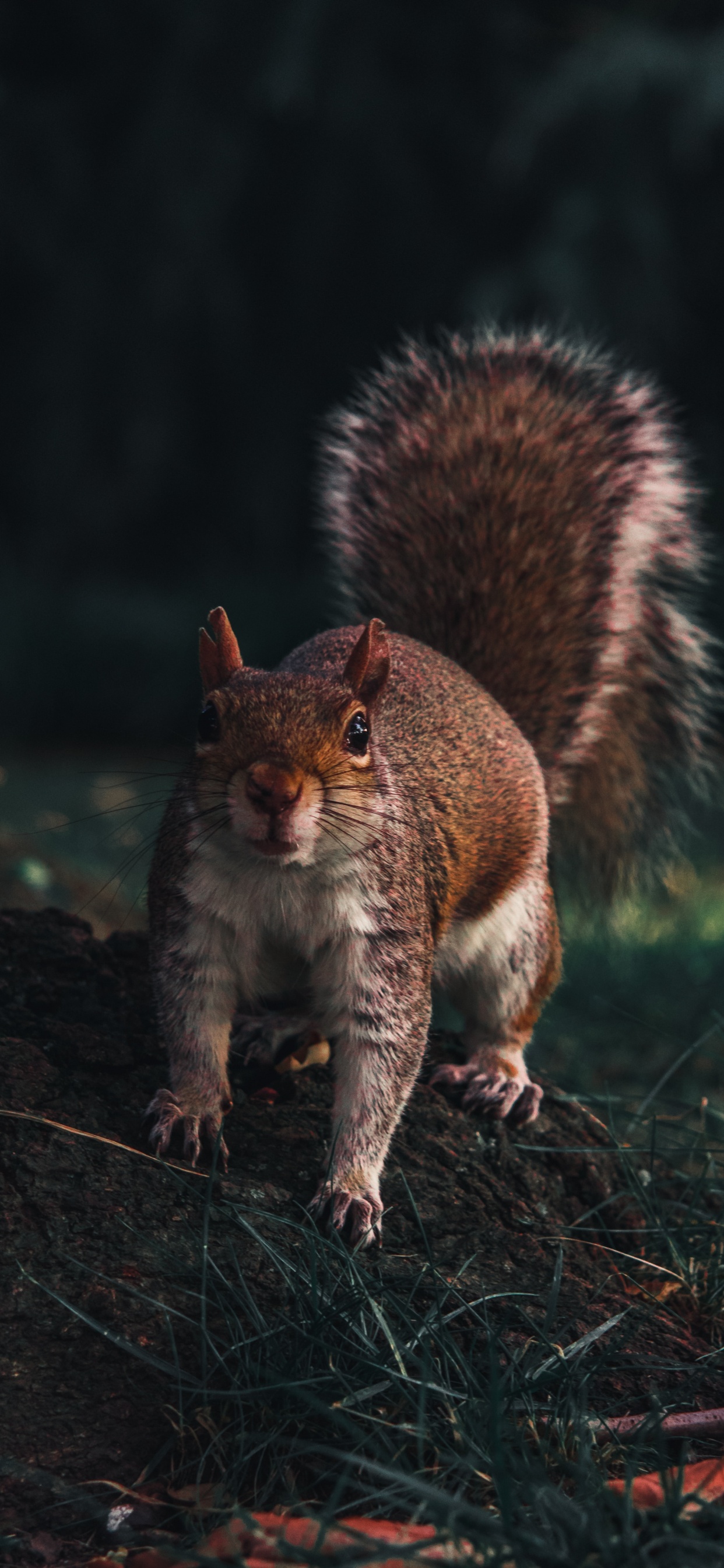 Обои мех, живая природа, грызун, дерево, белка в разрешении 1242x2688