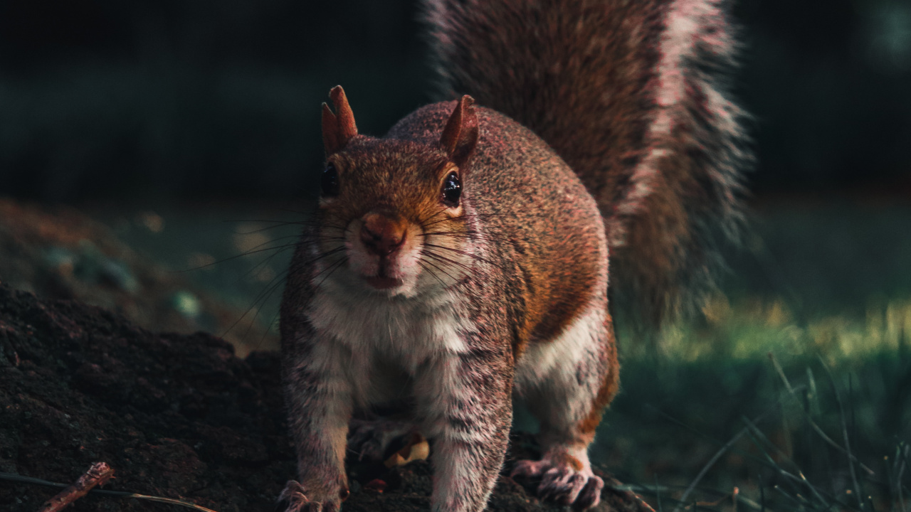 Обои мех, живая природа, грызун, дерево, белка в разрешении 1280x720