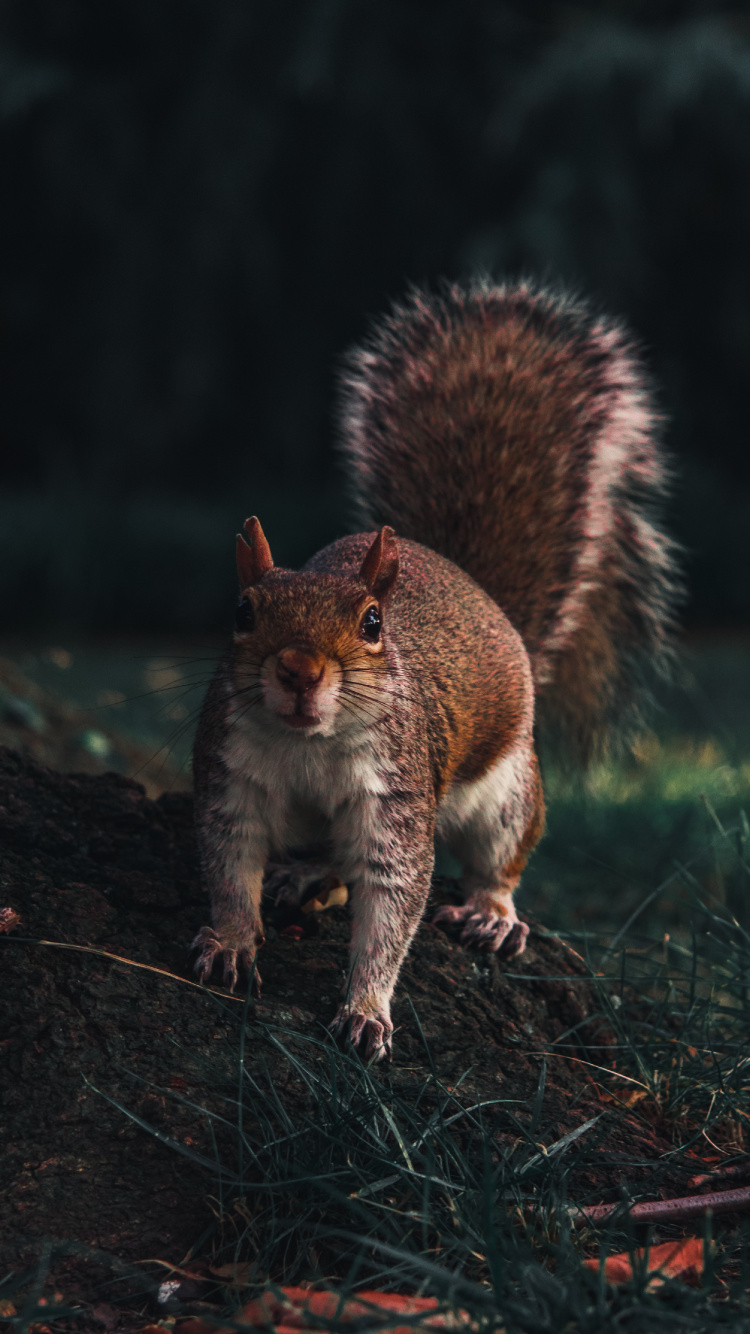 Обои мех, живая природа, грызун, дерево, белка в разрешении 750x1334