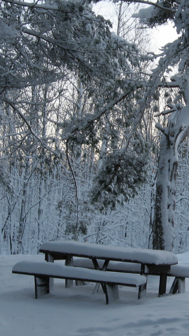 Обои сезон, снег, зима, дерево, замораживание в разрешении 720x1280