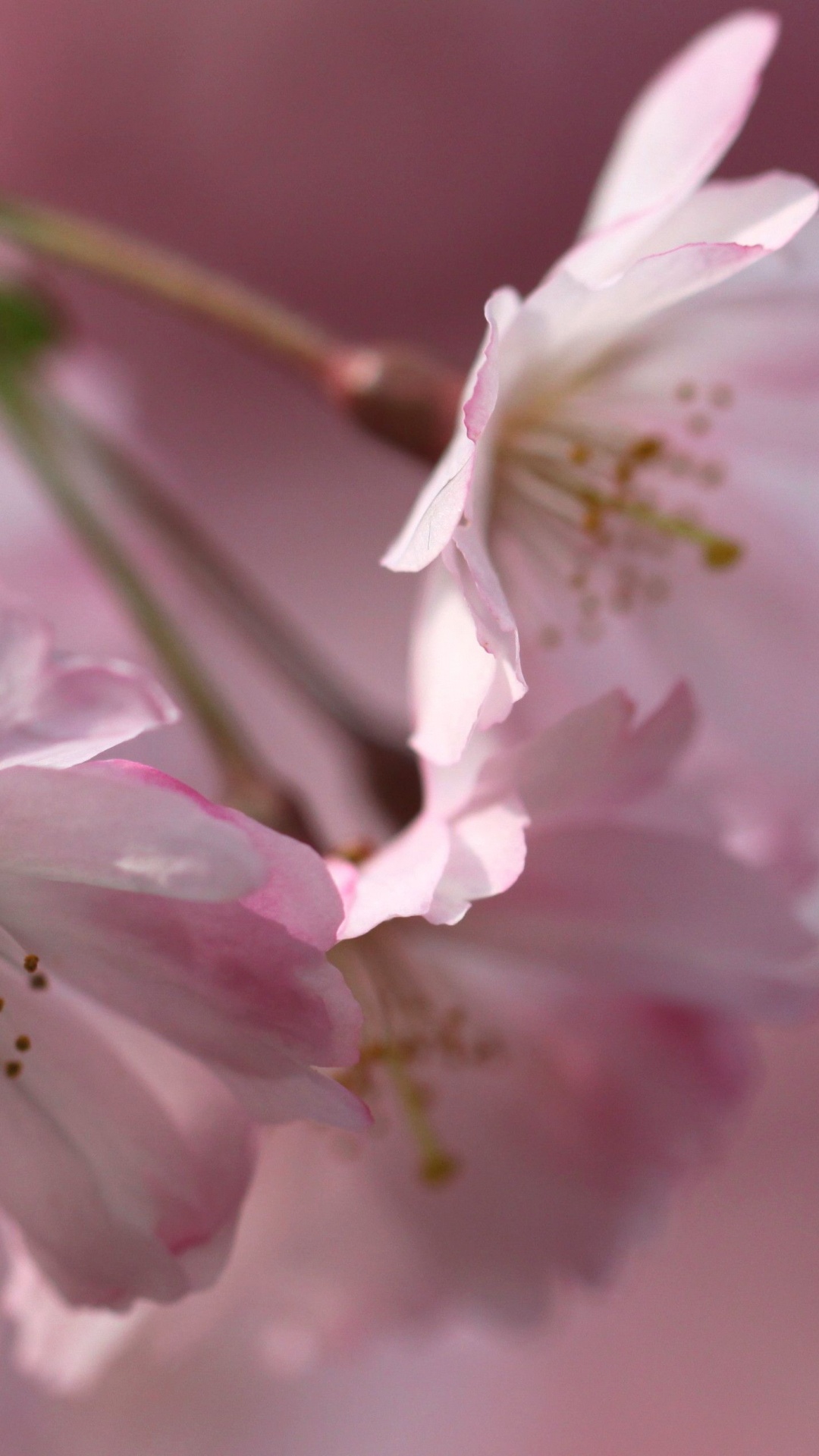 Обои ветвь, весна, лепесток, цветение вишни, цветковое растение в разрешении 1080x1920