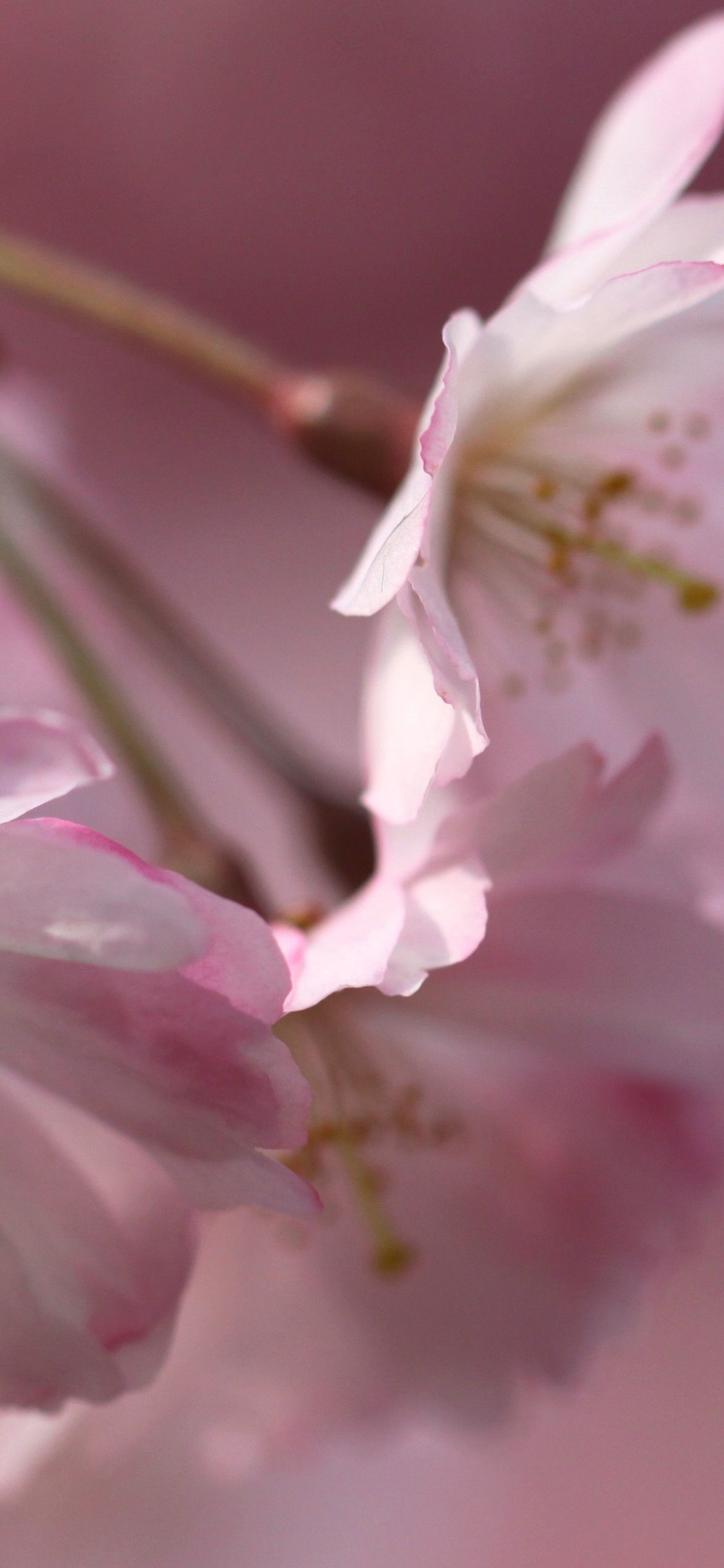 Обои ветвь, весна, лепесток, цветение вишни, цветковое растение в разрешении 1125x2436