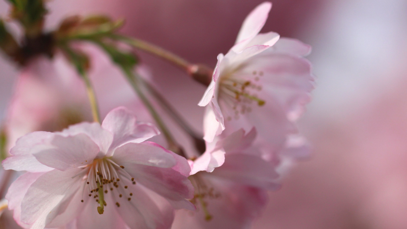Обои ветвь, весна, лепесток, цветение вишни, цветковое растение в разрешении 1366x768