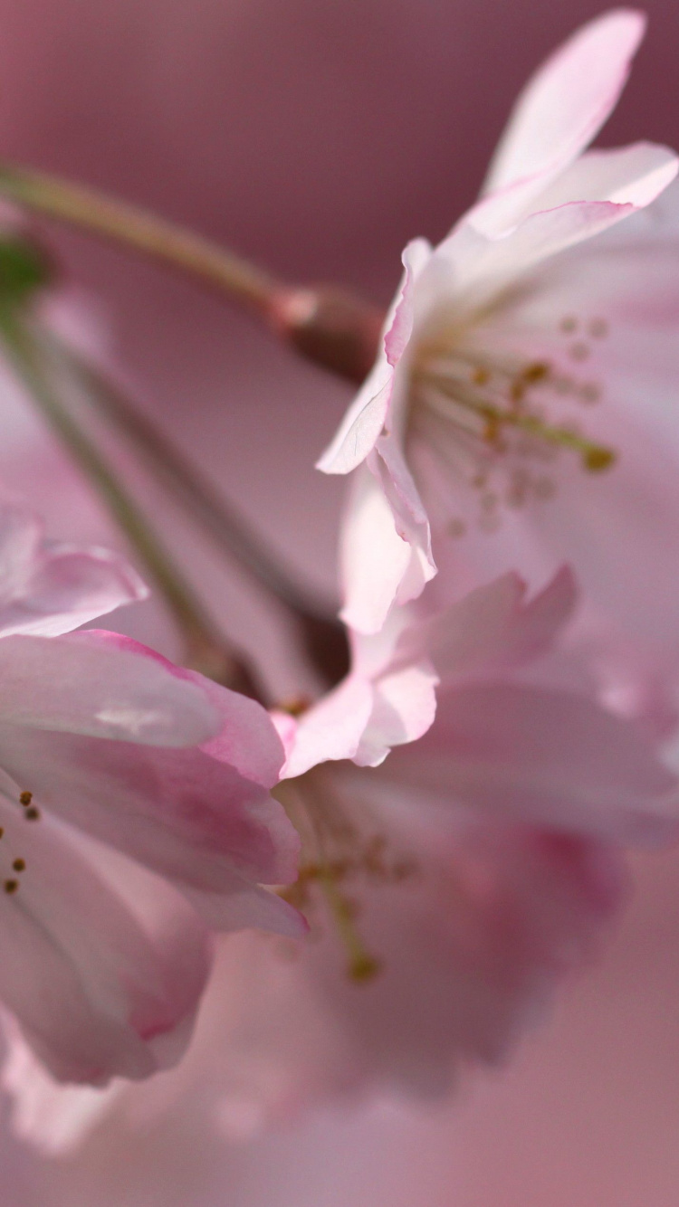 Обои ветвь, весна, лепесток, цветение вишни, цветковое растение в разрешении 750x1334